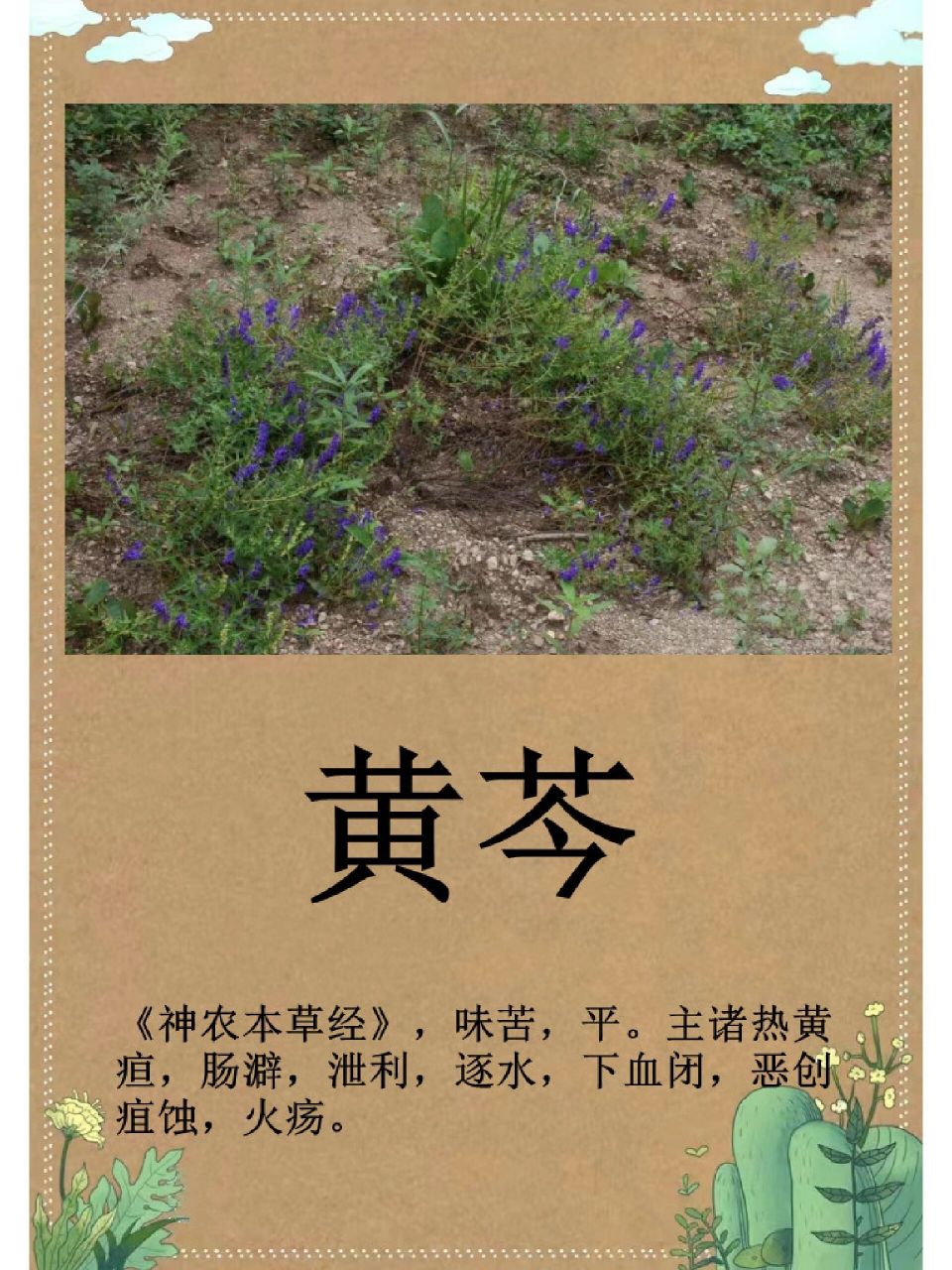 【黄芩】每日一更新 95【来源】本品为唇形科植物黄芩的干燥根 95