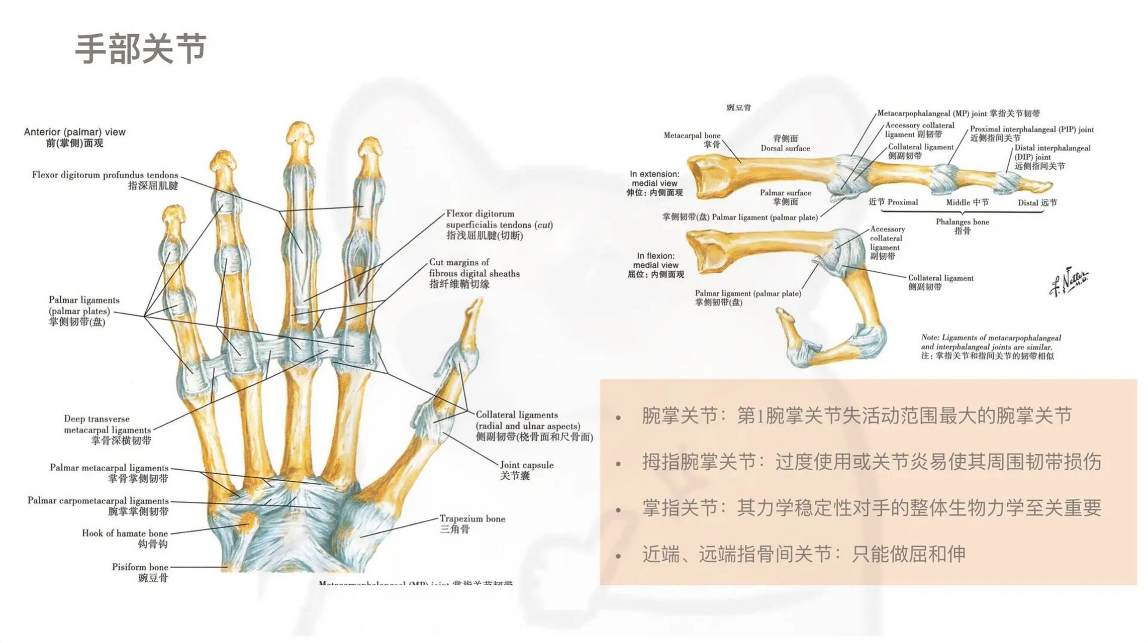 【教练必学】手部关节