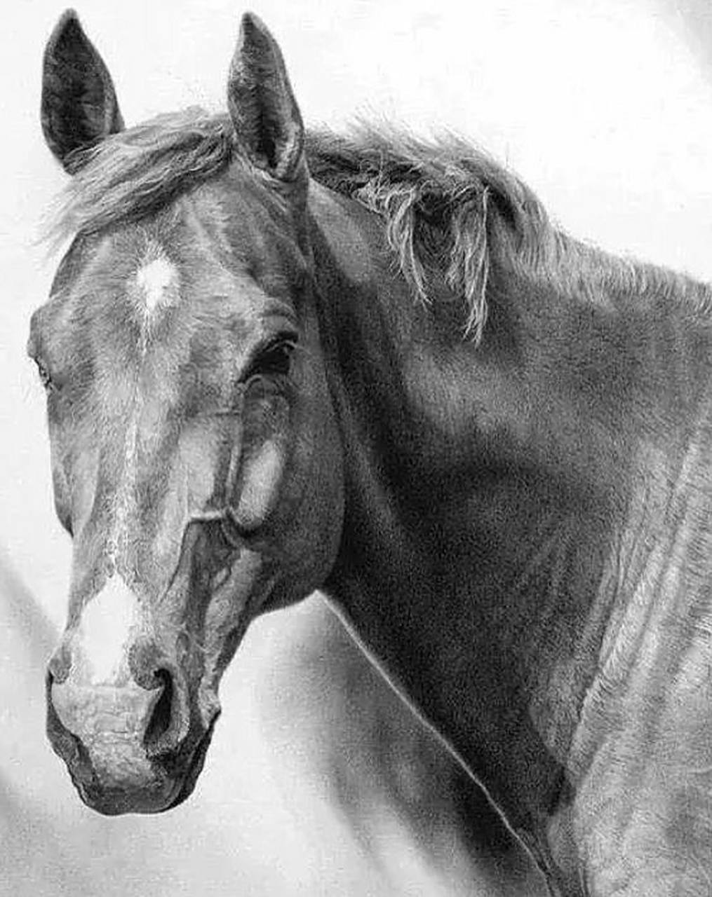 优秀动物素描作品系列