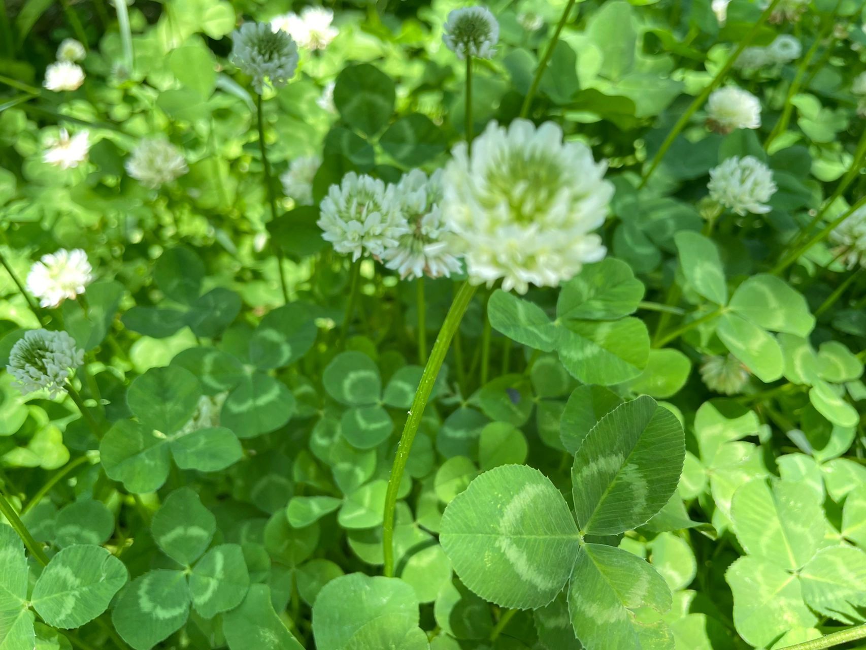 三叶草的花语是幸运,寓意为幸福.