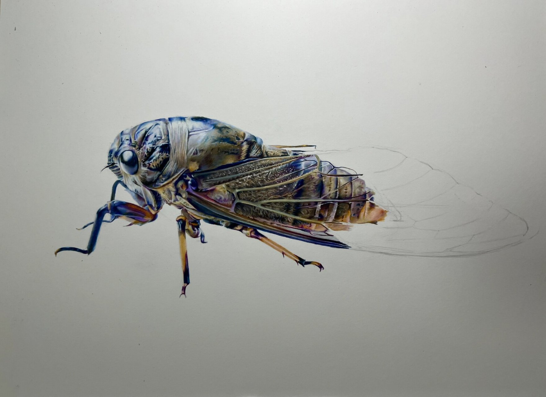 写实彩铅-蝉 过程