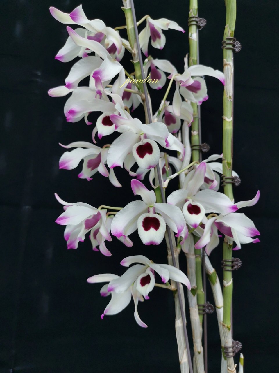 nobile 金钗石斛,几棵正在开花金钗,比较喜欢这淡雅一点的,还是爱心
