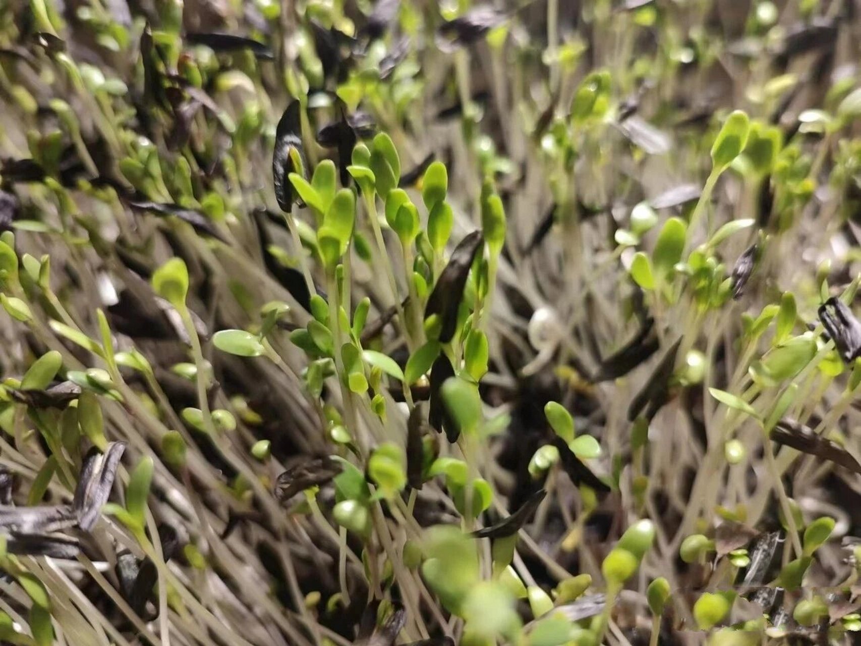 快速种出板蓝根芽苗菜,提高免疫力 《本草便读》记载"板蓝根即靛青根