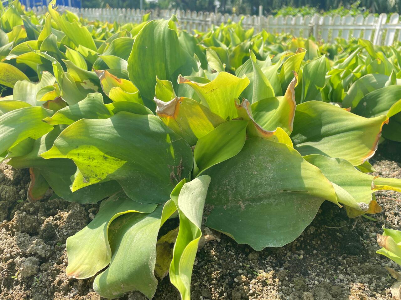 沙姜根茎为块状