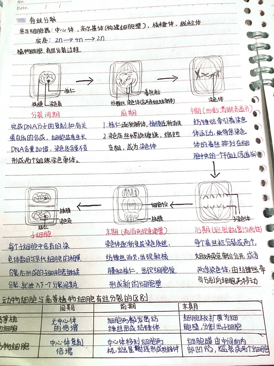 【生物】细胞的增殖笔记 高中生物必修一细胞的增殖笔记