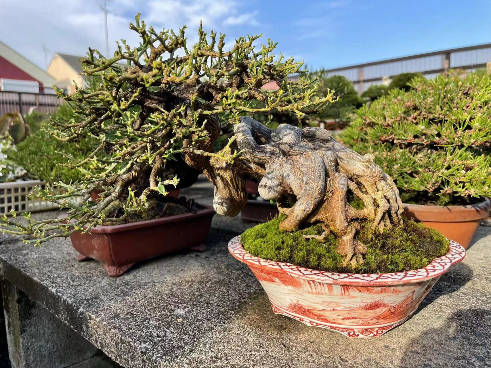 关于金豆的知识普及帖 金豆(キンズ)就是我们国内的金桔 夏天的时候会