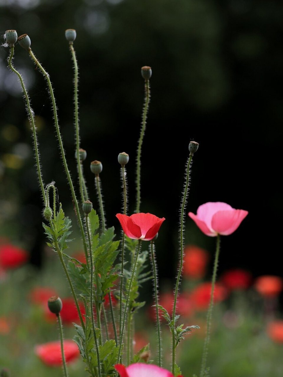 虞美人 虞美人一年生草本植物,又称丽春花,赛牡丹,满园春,仙女蒿