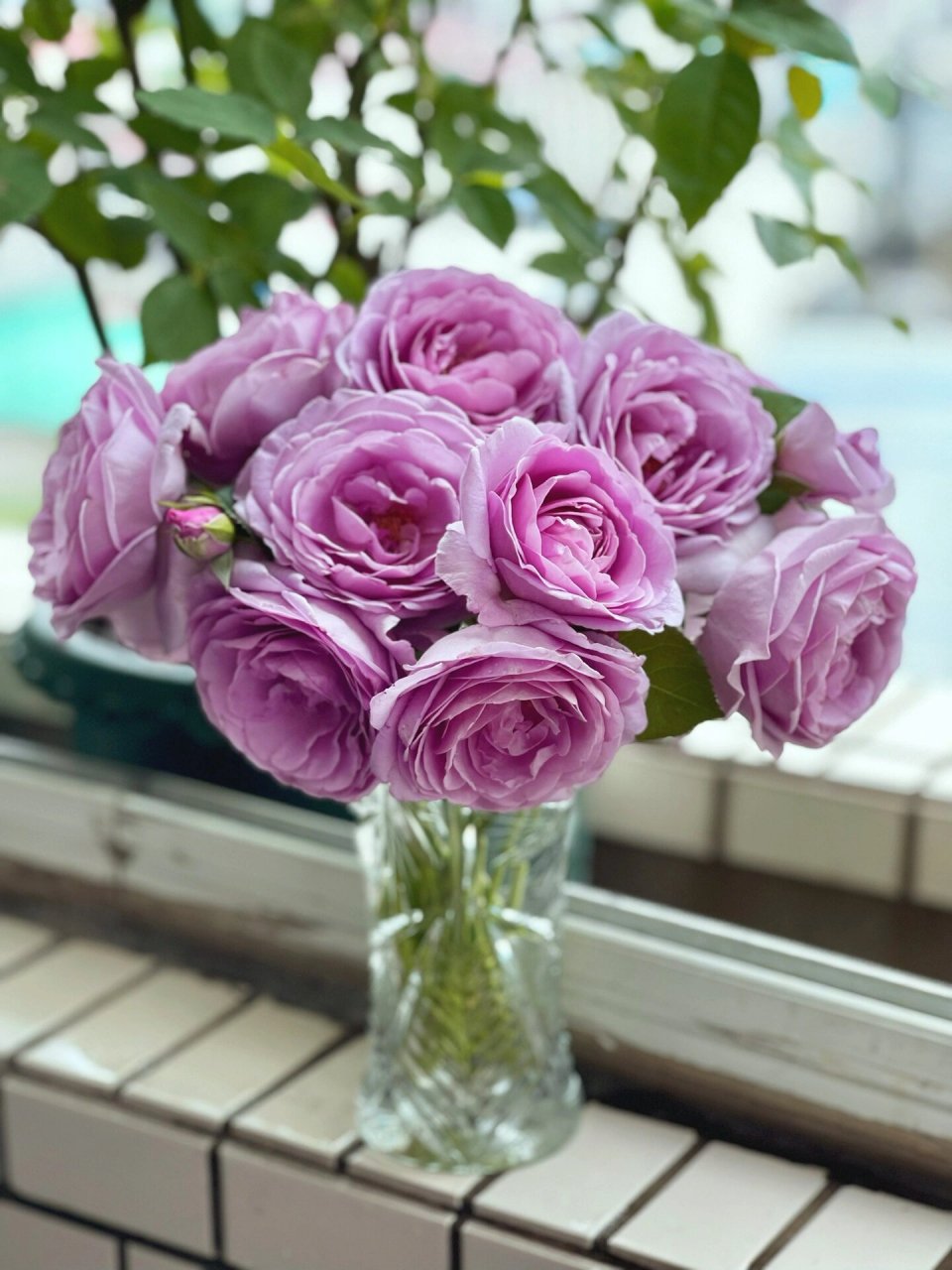 月季·蓝色风暴 2020年春天的蓝色风暴 30cm直径花盆 春天第一茬近100