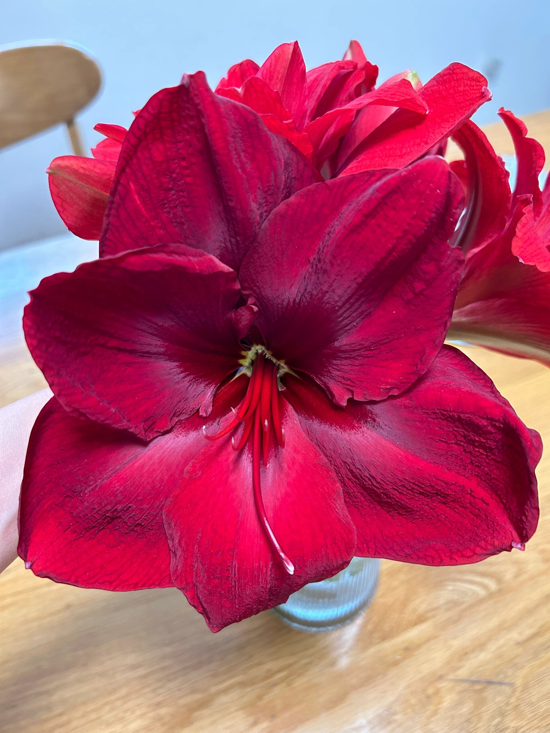 朱顶红大天后黑红丝绒质感花瓣