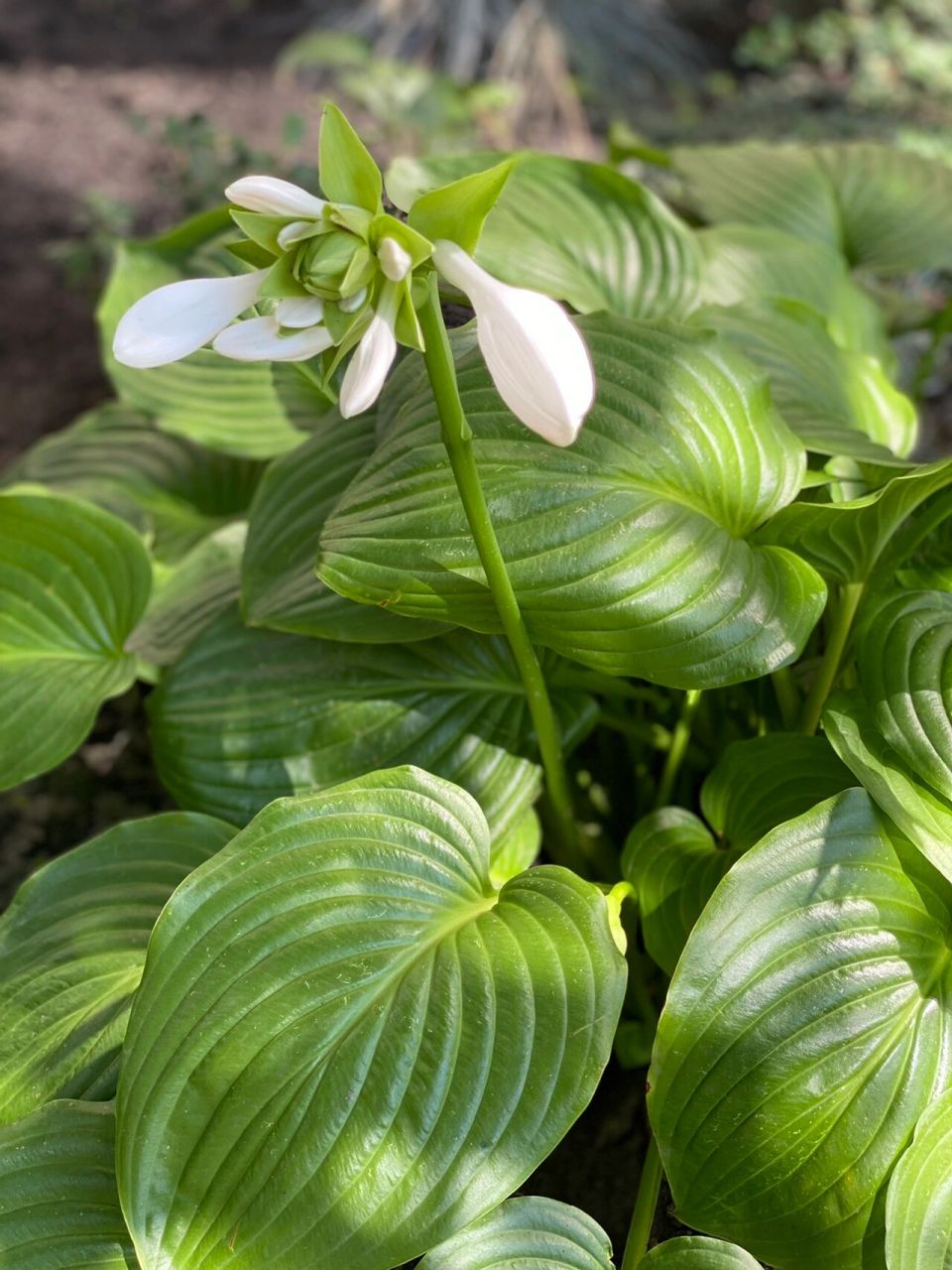 玉簪属于百合科植物,别名玉春棒,白鹤花,白萼 ,花语是清新脱俗,冰清
