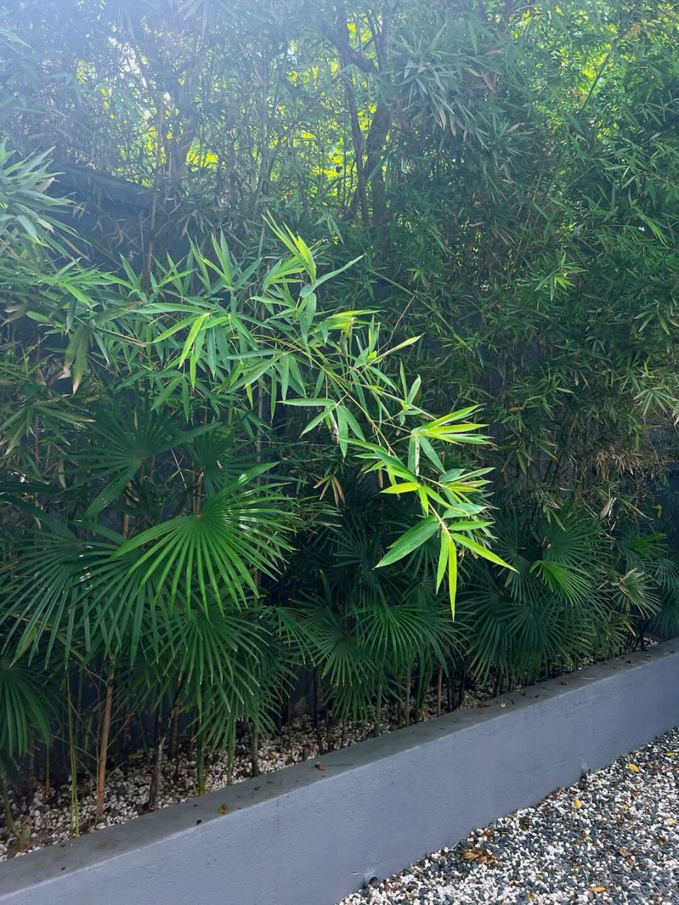 东莞这个小竹林庭院93真的太好看了吧 绿意盎然的小庭院 一排生机