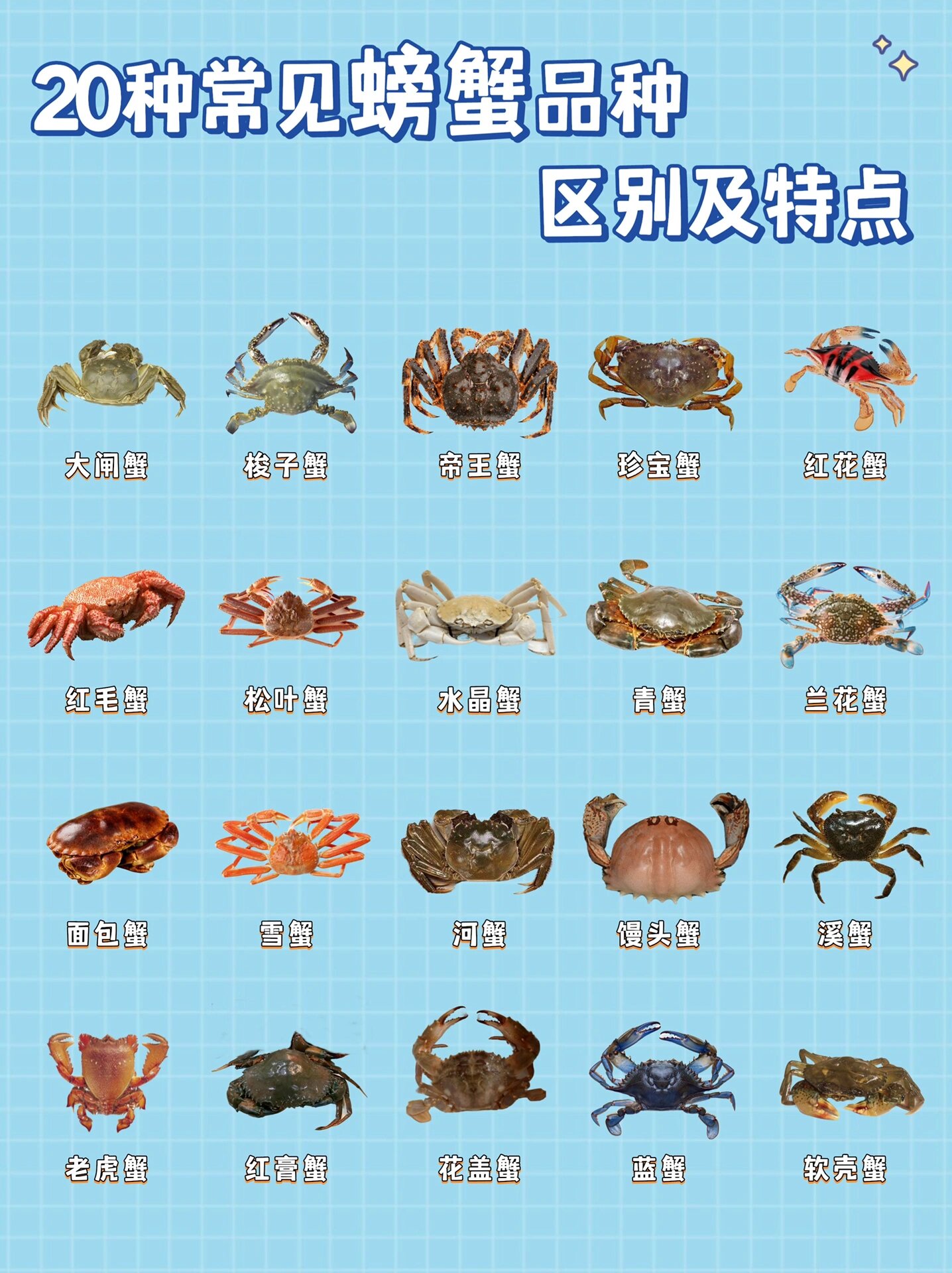 20种螃蟹品种区别特点烧法,教你如何挑选