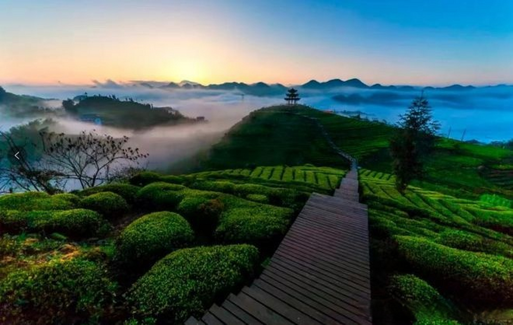 上春山采茶忙# 【3月,我们相约宣恩伍家台】在如诗如画的季节里,伍 