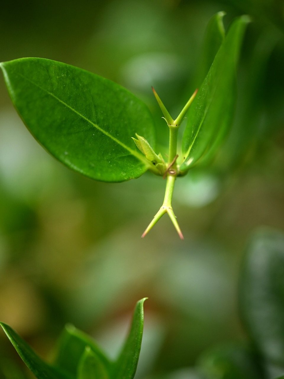 大花假虎刺 别名美国樱桃,原产南非,夹竹桃科,有针刺,枝叶果都有白色