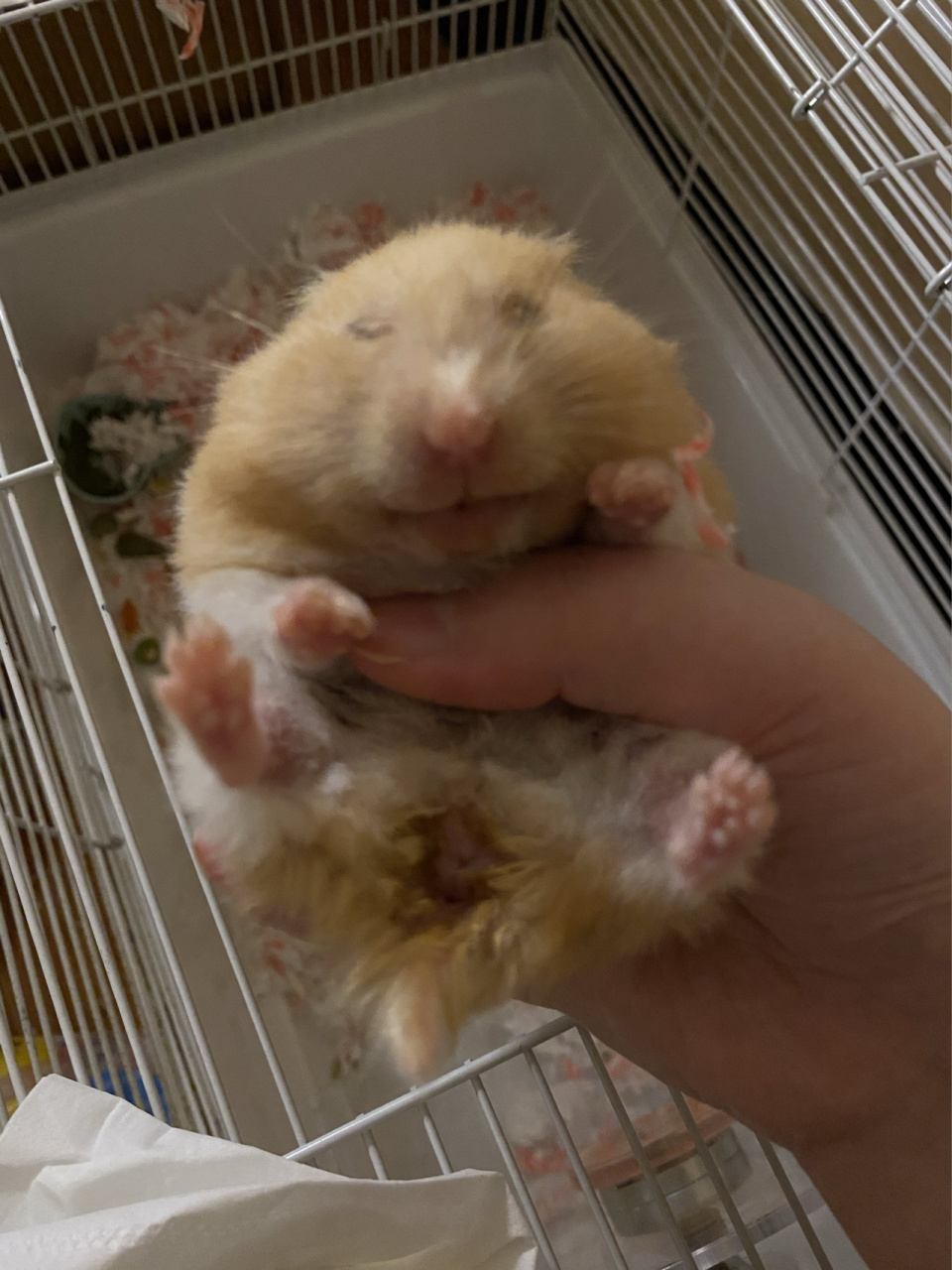 金丝熊快死了吗?