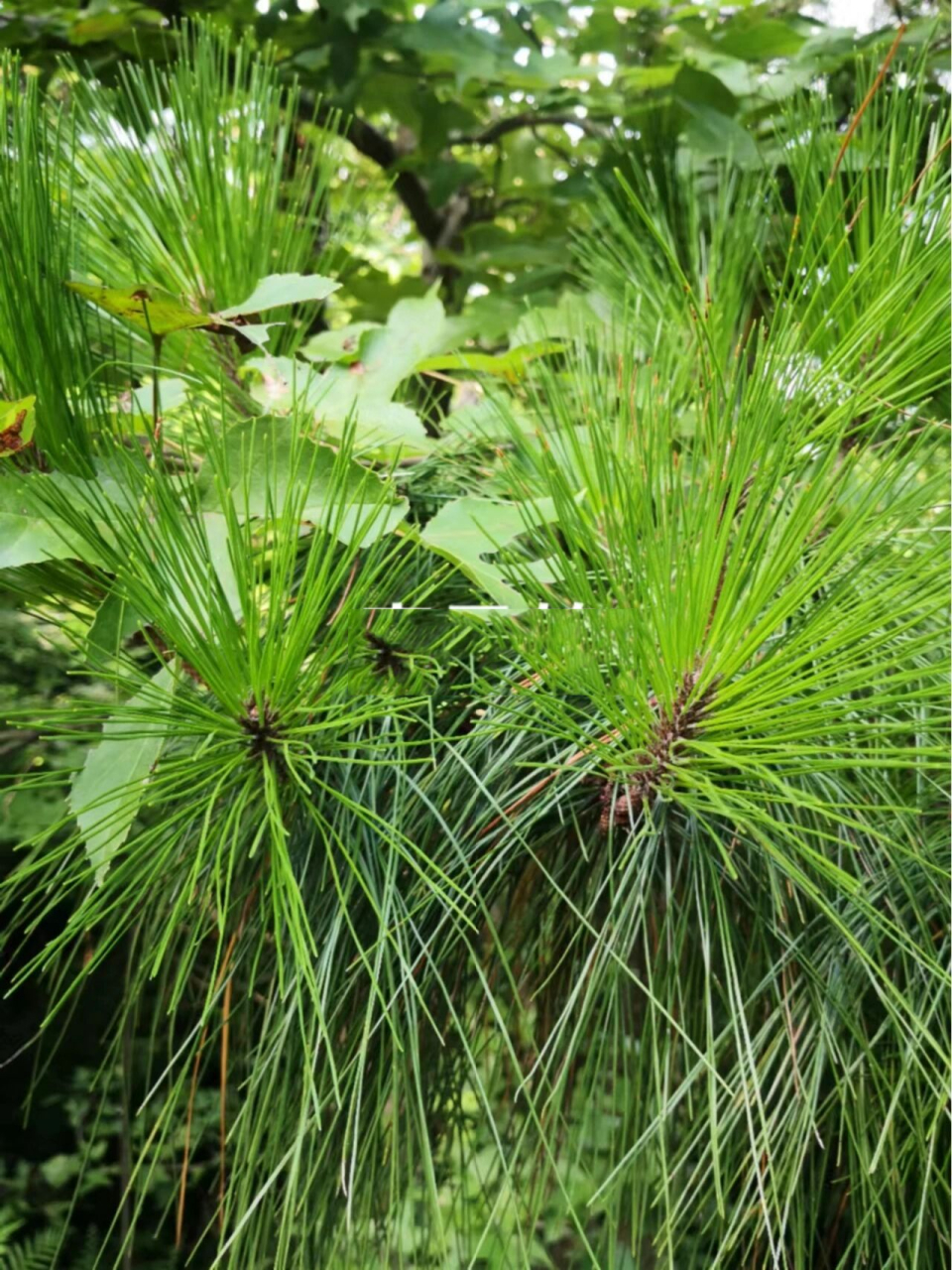 什么松针树最好 可以选择青云鹤松针.