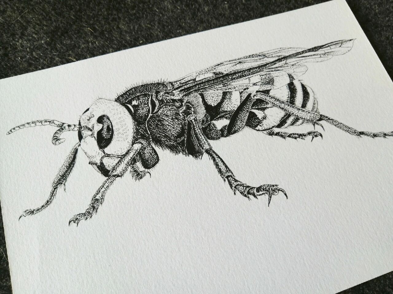 手绘昆虫金环胡蜂