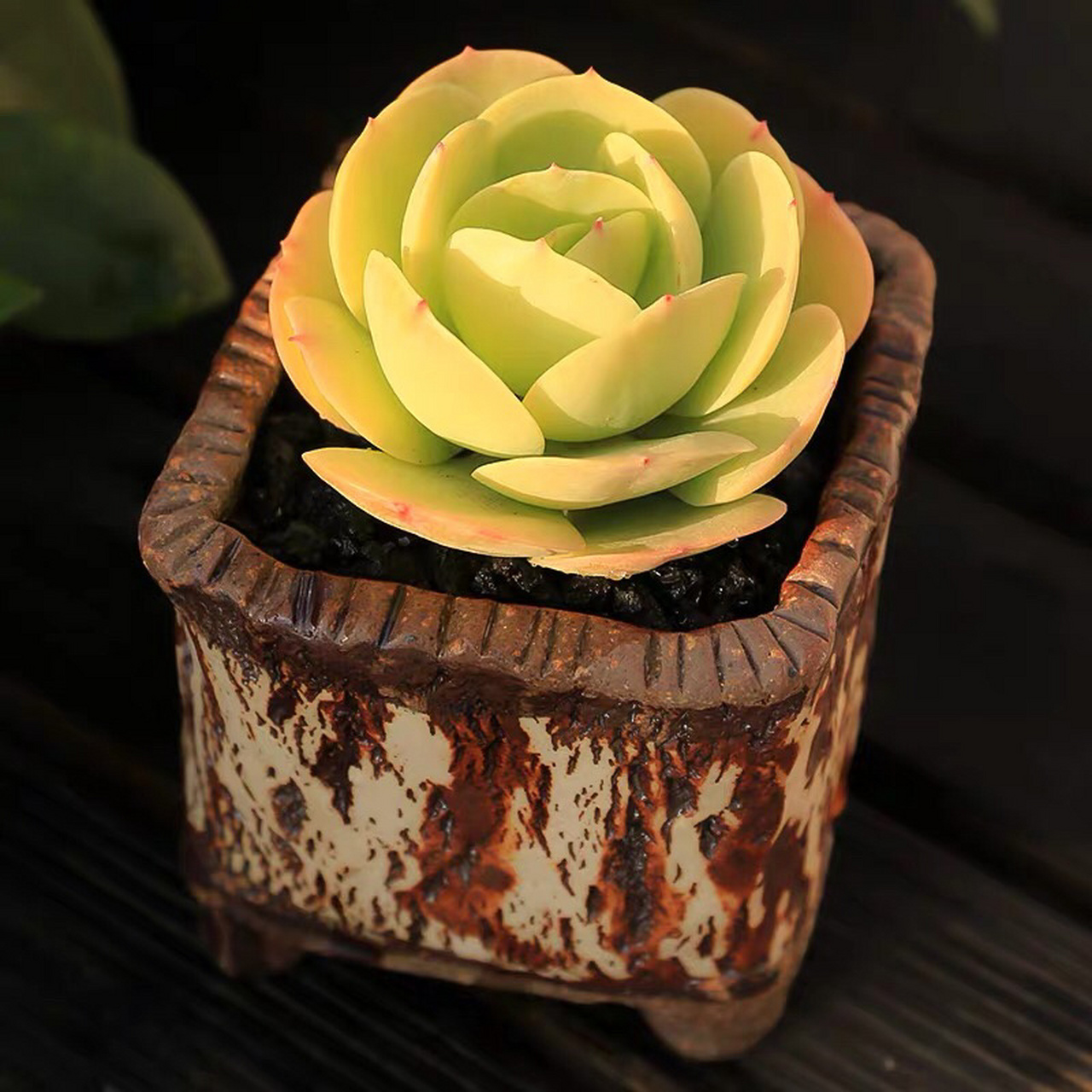 99每日认识一株多肉——碧桃 99可羡瑶池碧桃树,碧桃红颊一千年.