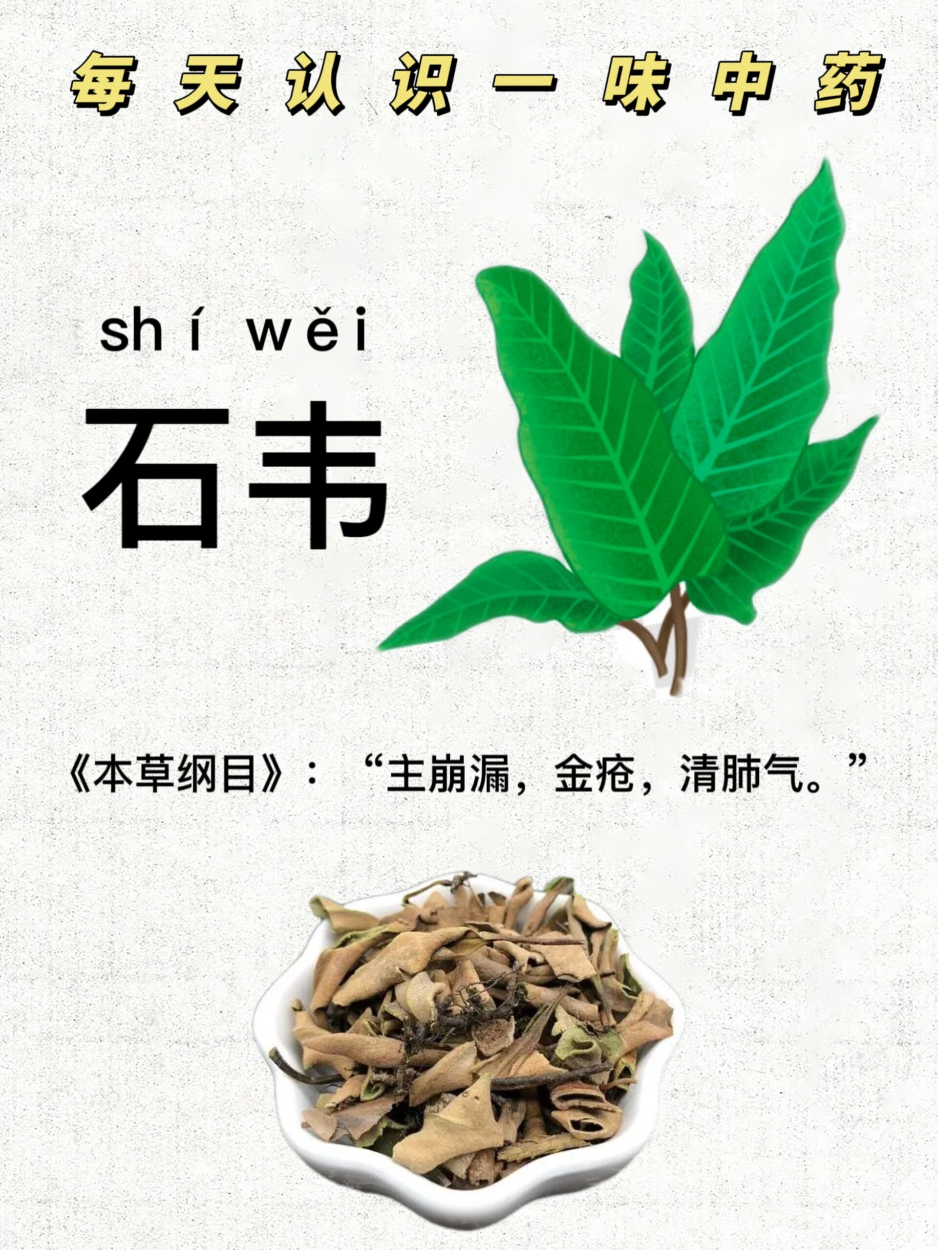 石韦草药是治什么病图片