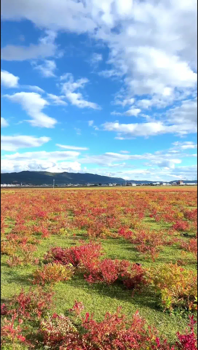 纳帕海大草原图片