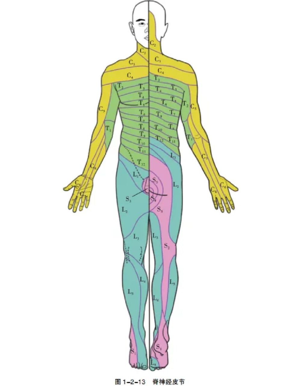 神经支配区 神经根病是指脊神经或其分支轴突传导阻滞而导致的一种