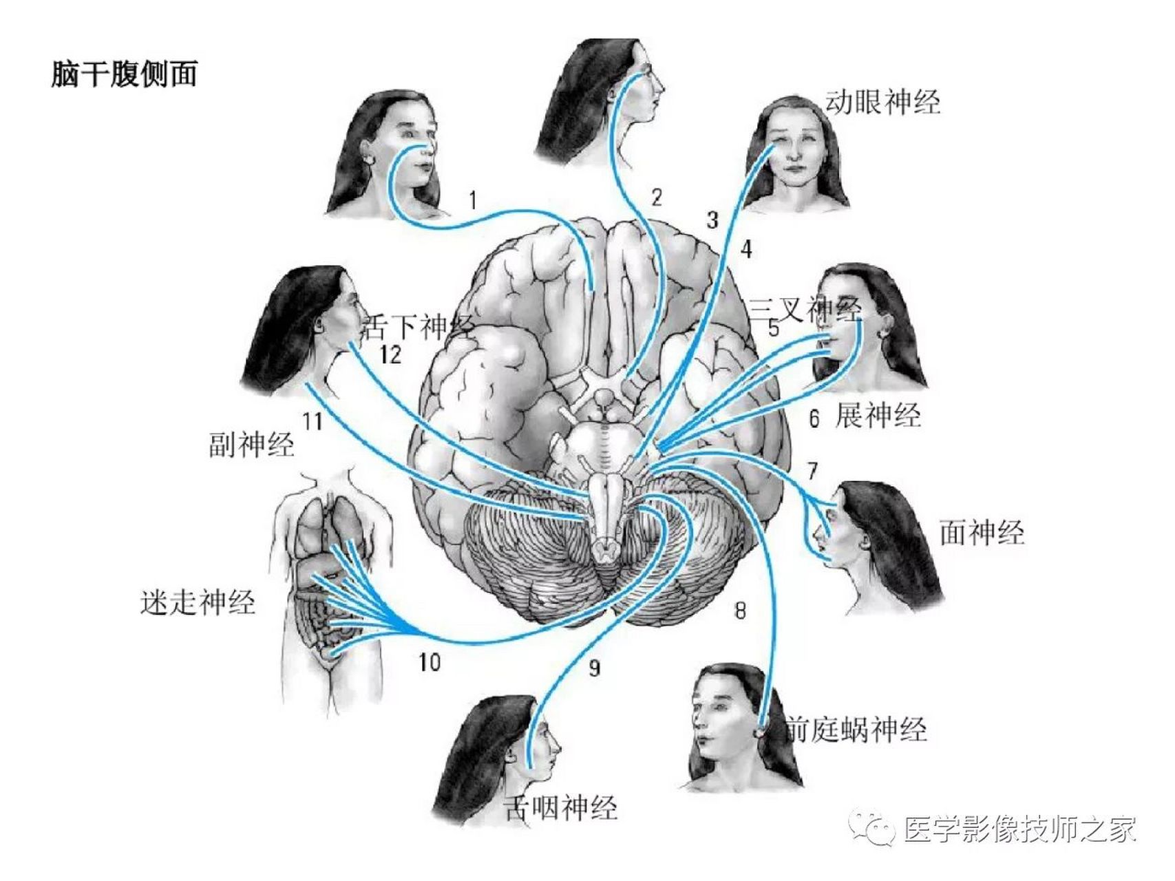 大脑脚图片