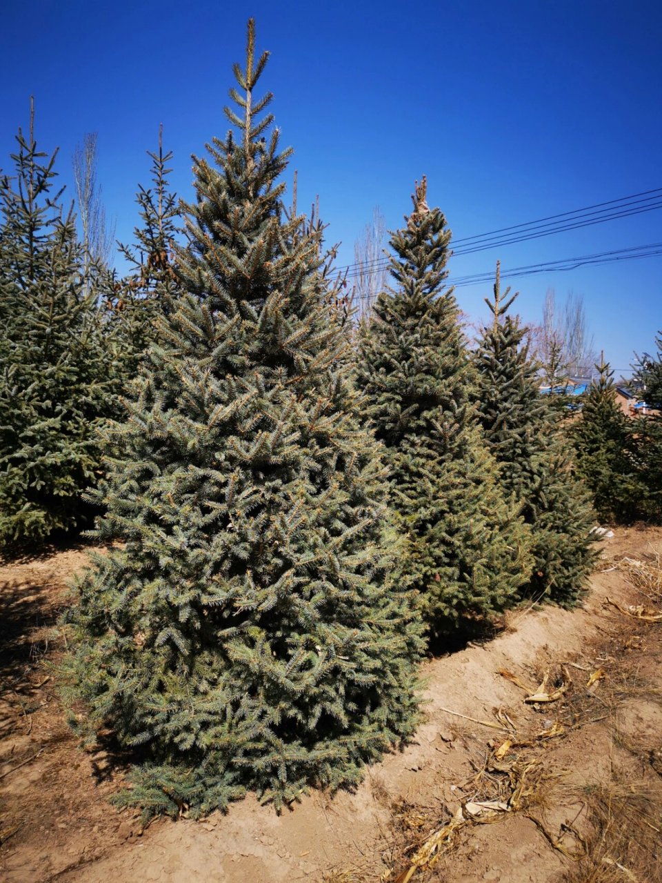 精品云杉2-2.5-3-4米,人工修剪过.