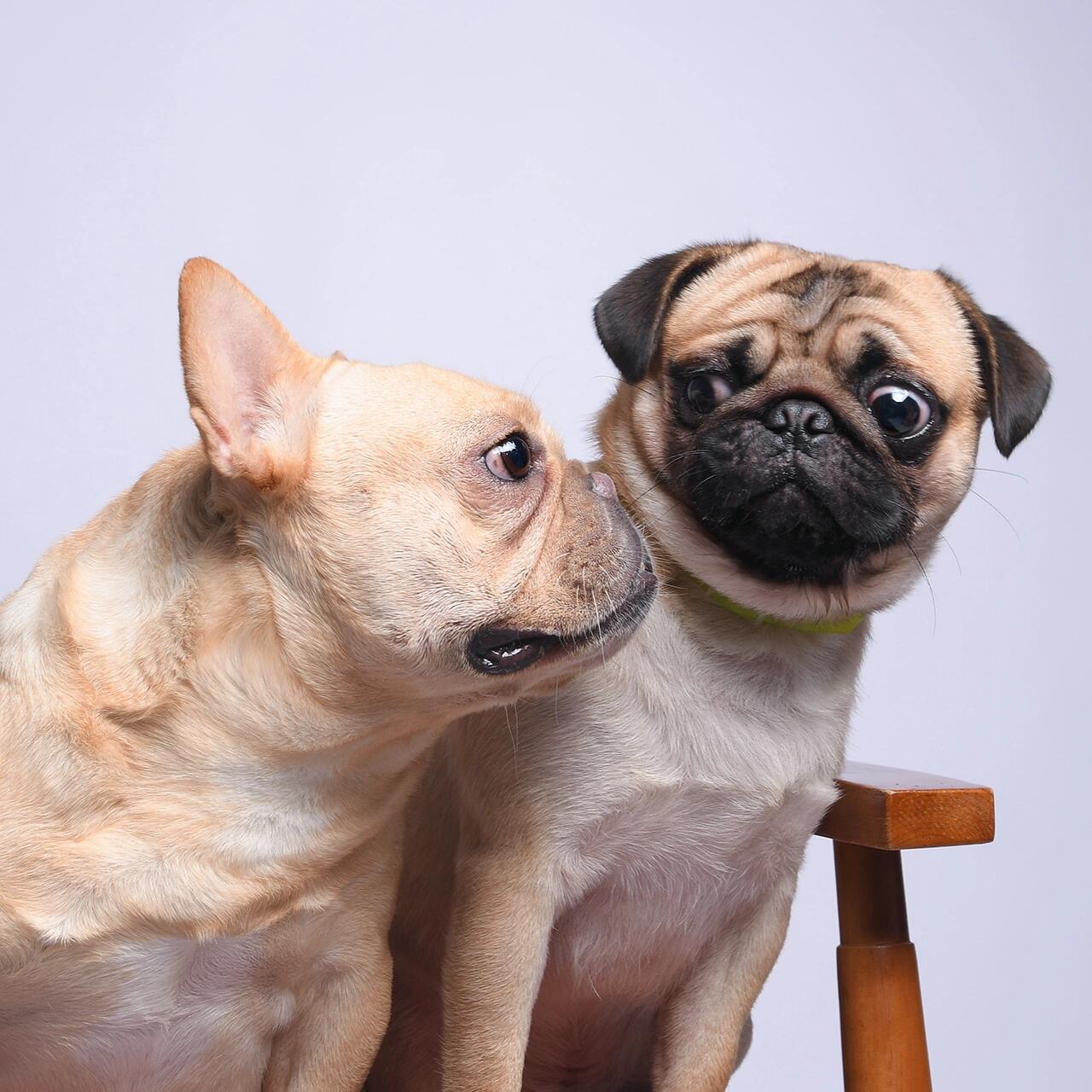 巴哥和法斗的区别