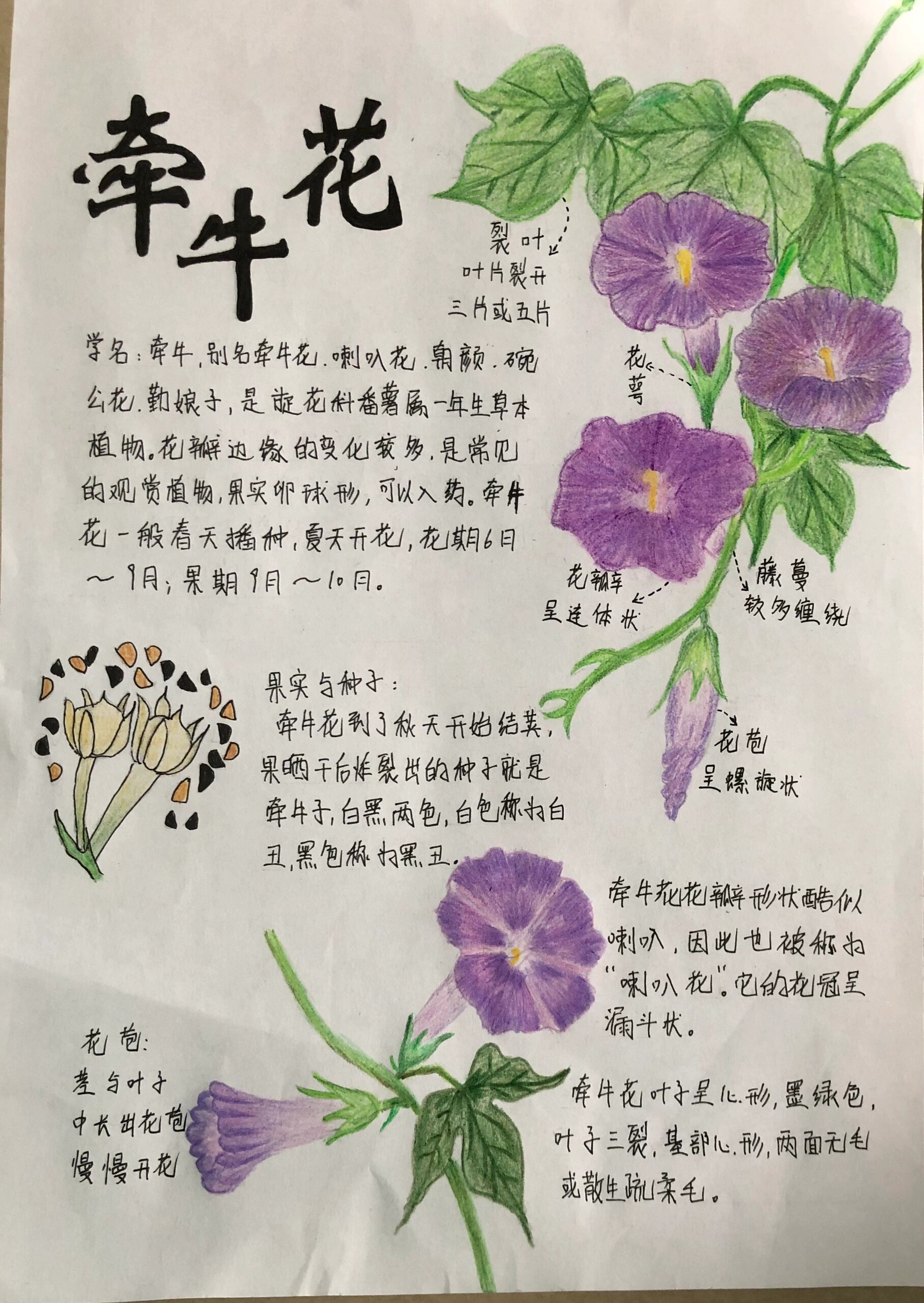 牵牛花观察记录表图片图片