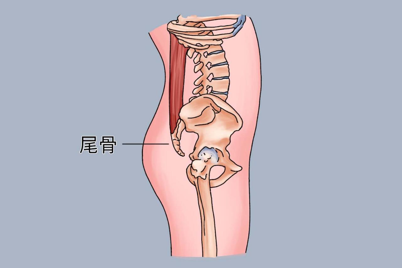 尾骨的位置图