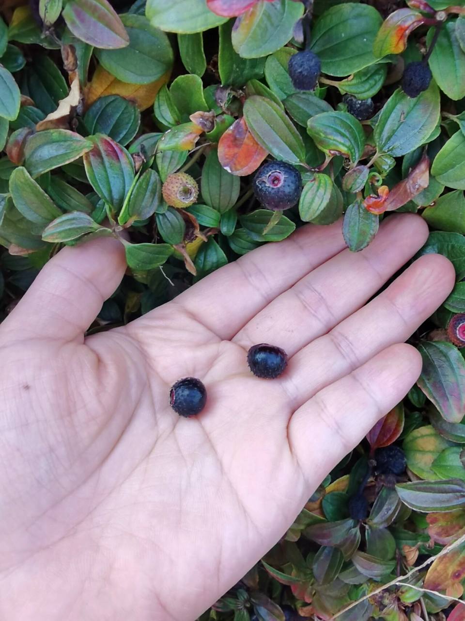 童年回忆,有吃过的小伙伴吗 不知名的山上小野果