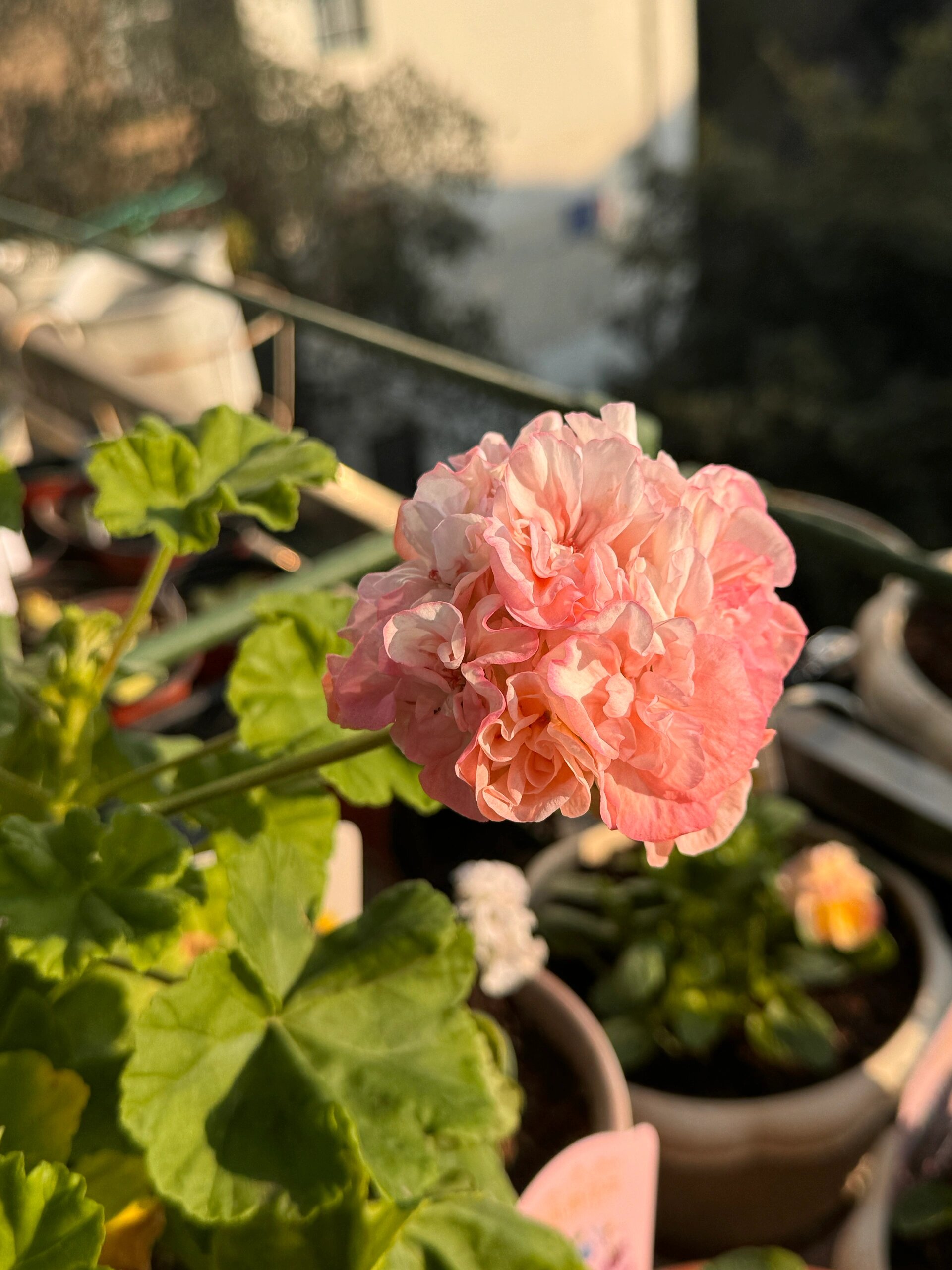 天竺葵苏菲艾玛