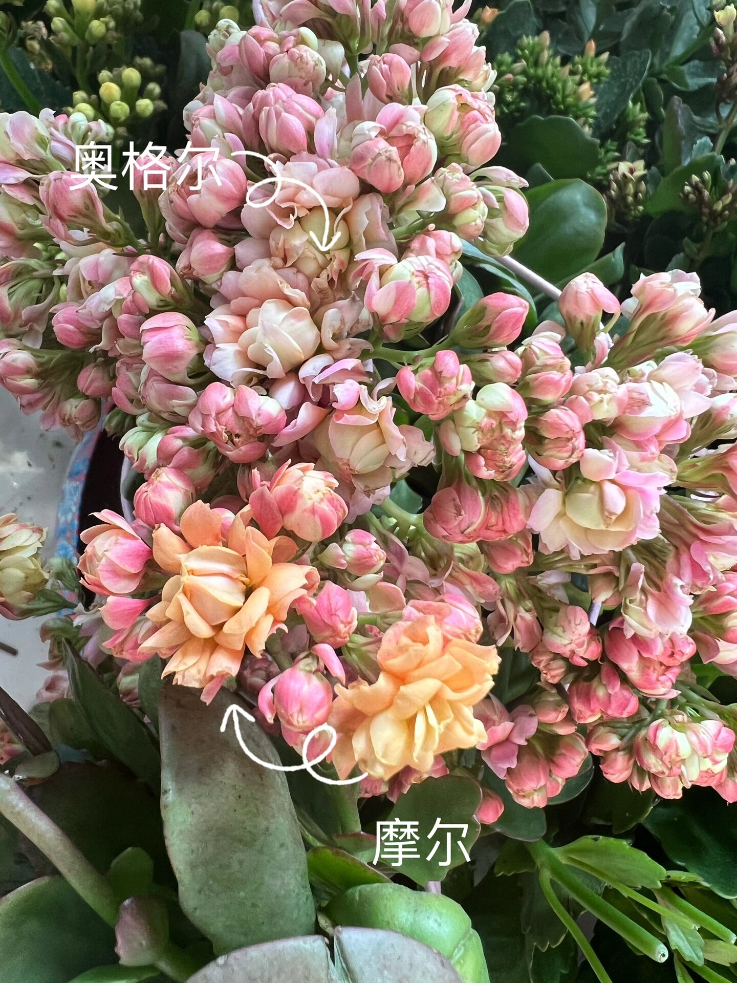 长寿花奥格尔和摩尔对比 看图上文字 奥格尔粉 摩尔黄