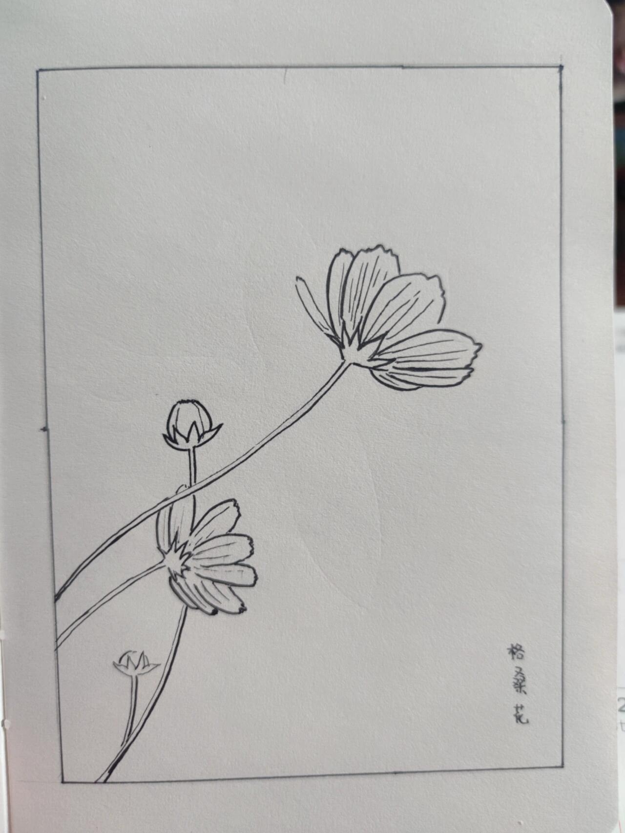 简笔画教程 格桑花