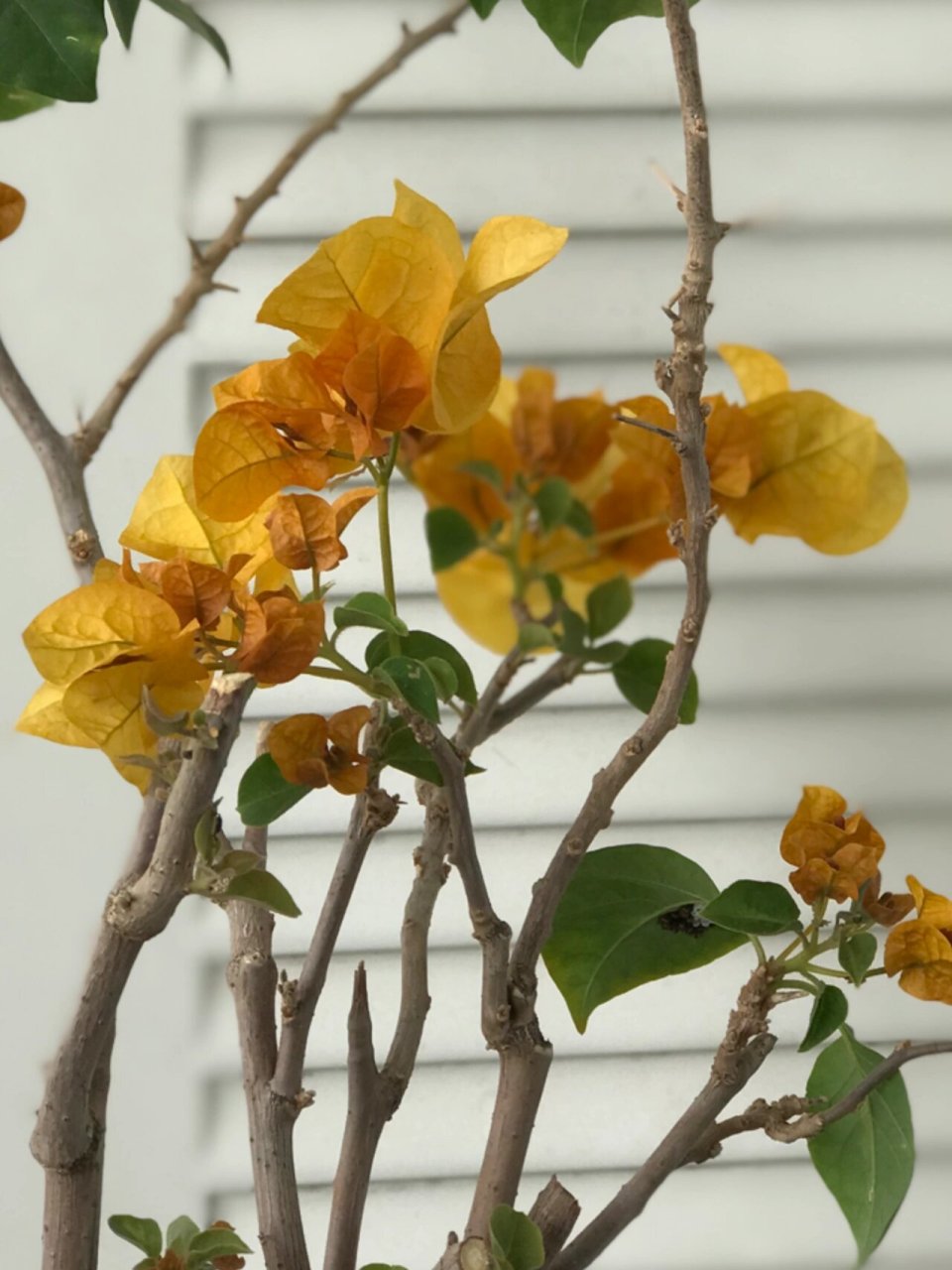 暗斑浅黄三角梅 暗斑浅黄应该是去年夏天买的,卖家说秋天开始是花期