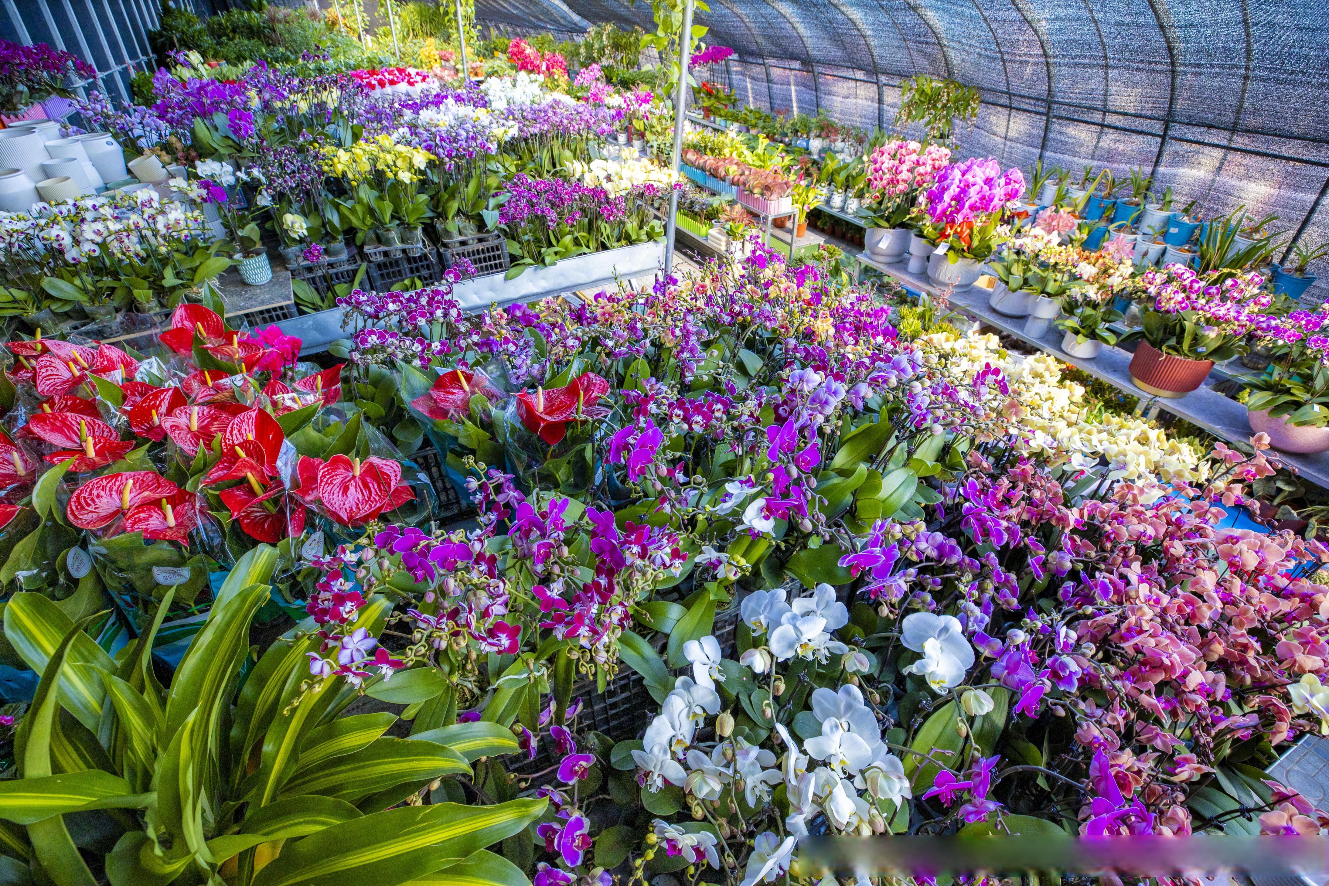 延庆康庄万余株温室花卉开得正好】寒冬时节,走进延庆区康庄镇西桑园