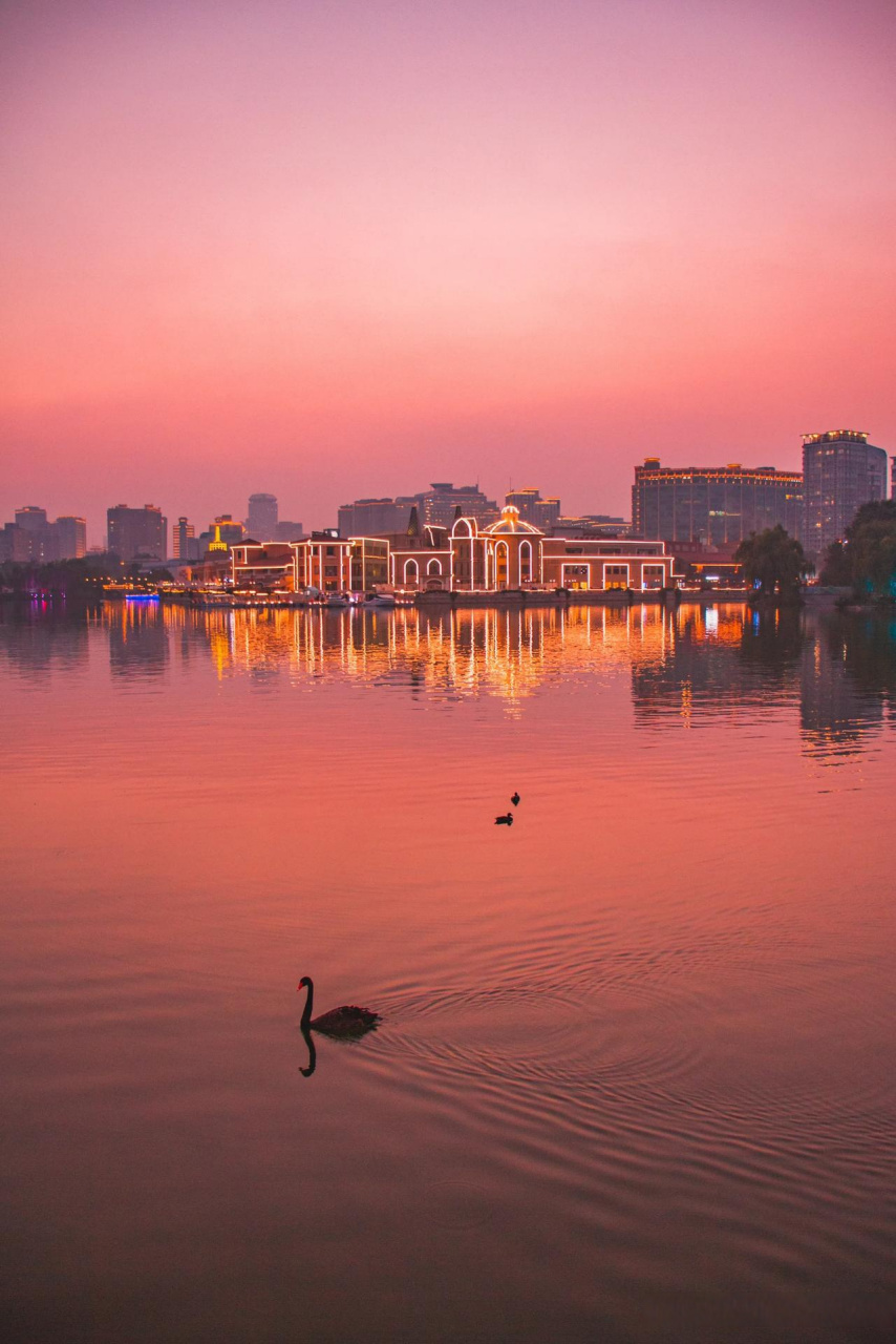 照片拍摄于北京朝阳公园,城市的夜景璀璨,此时黑天鹅在湖中游走,十分
