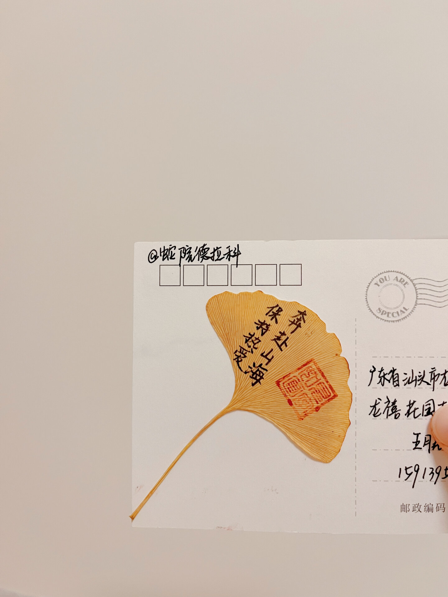 【赠送明信片】no 270-279银杏叶来啦 新出炉的银杏叶树叶94 加上