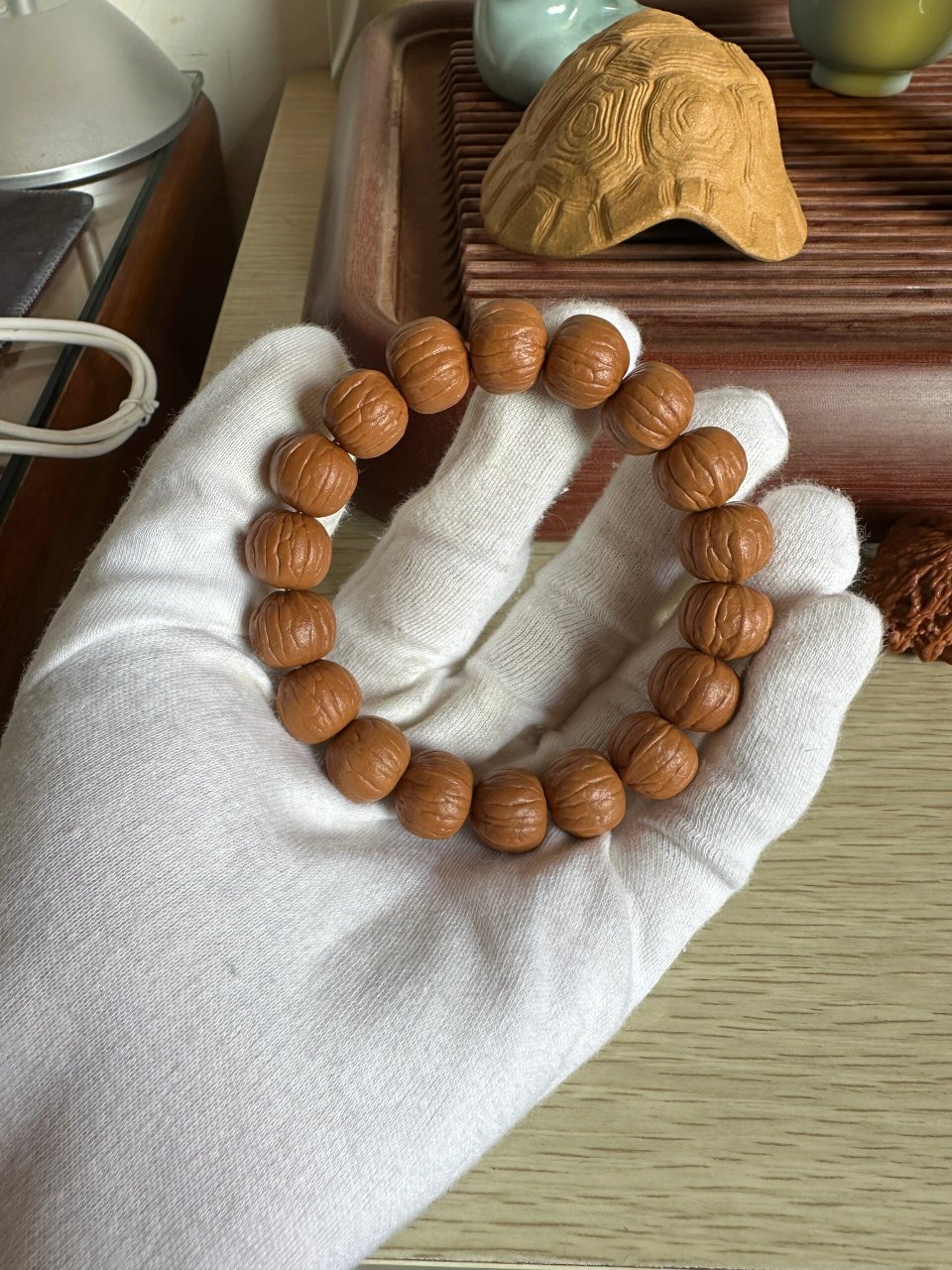 双鳍南瓜猴头 新串开盘记录第一天