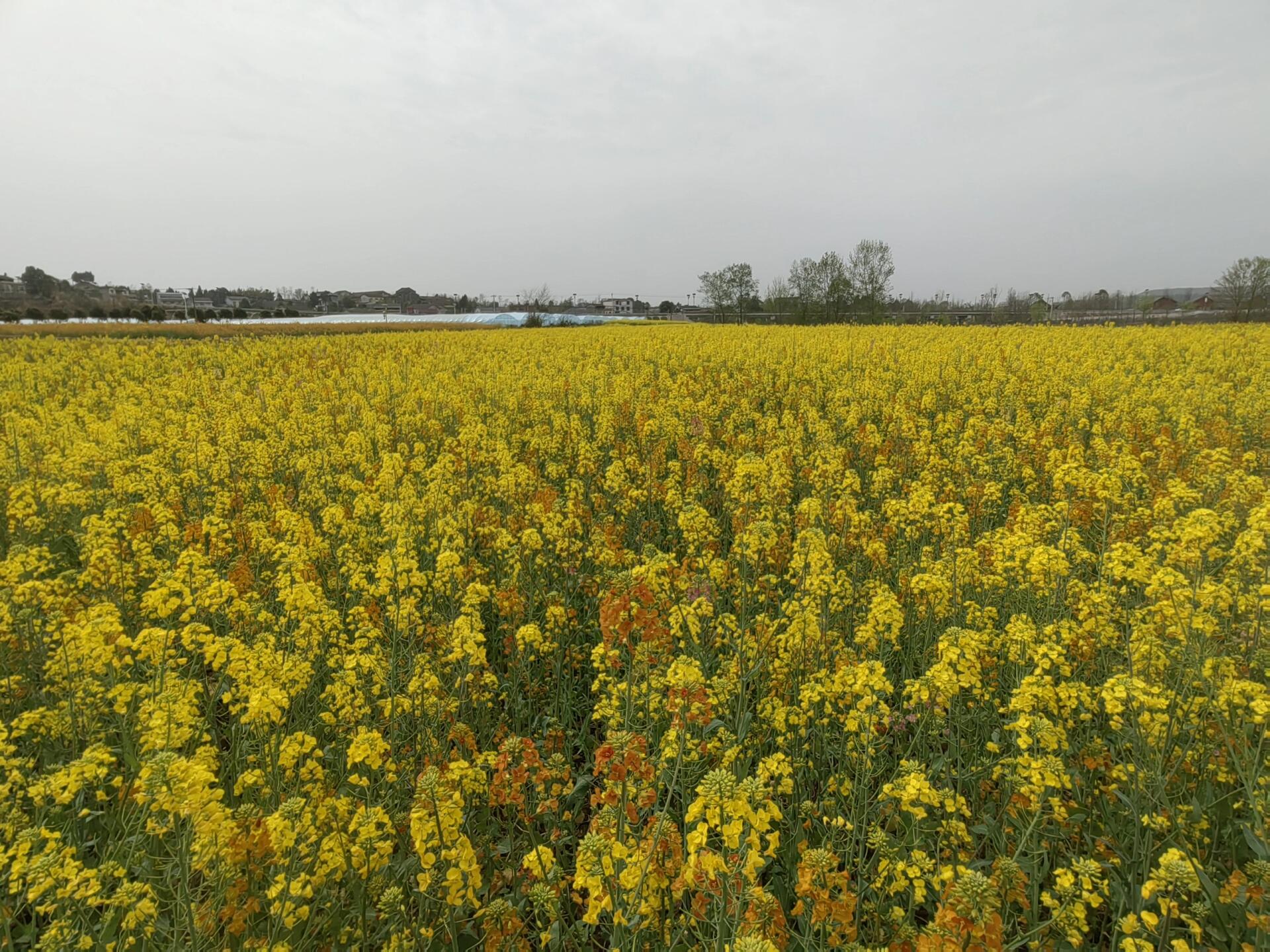 春日限定,去看油菜花吧#游仙新桥王家坝村