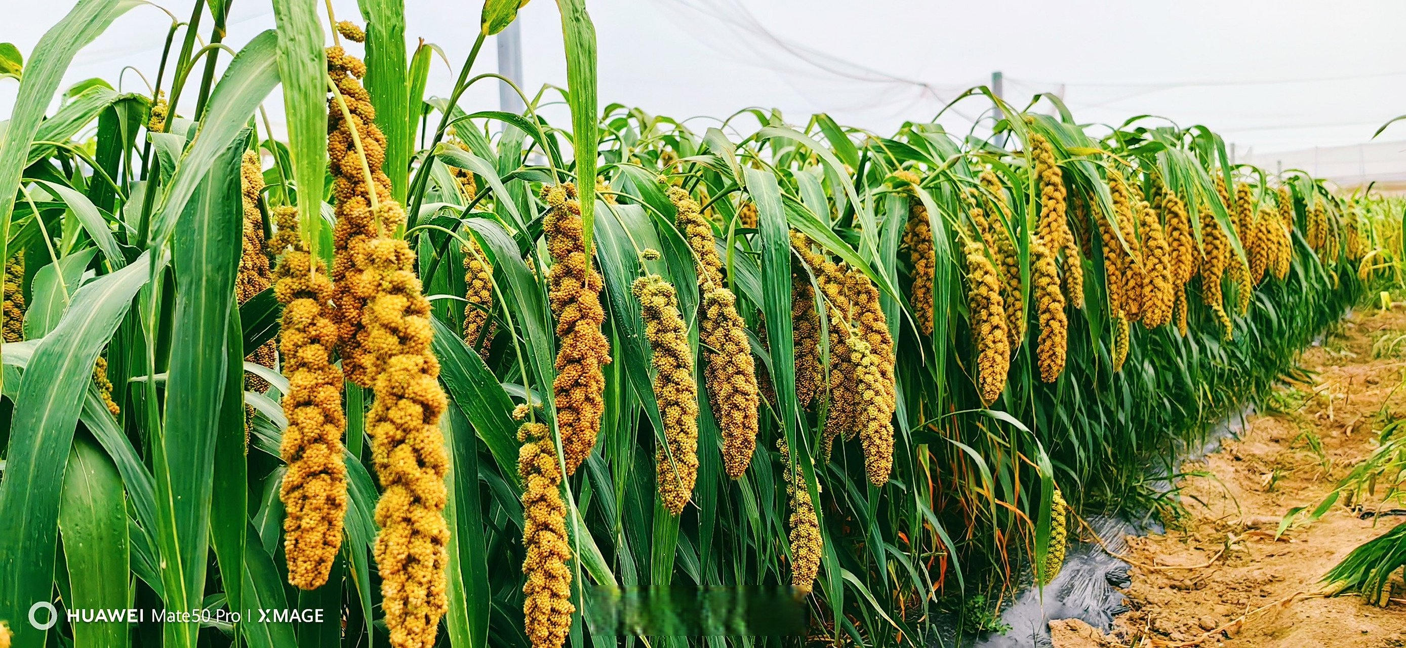 我国拟立法保障粮食安全#粮食安全关系到全中国人的食品安全,中国人