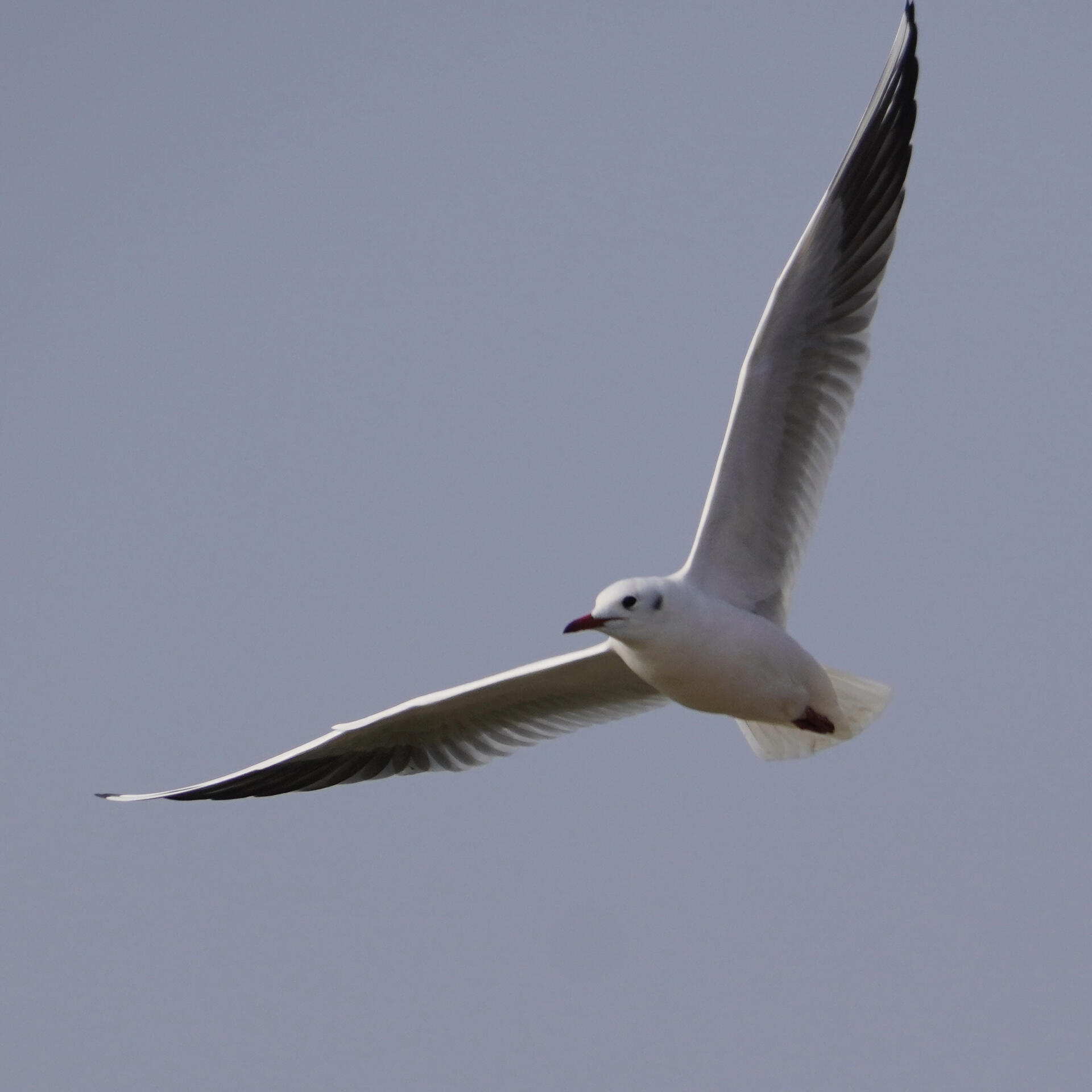 观鸟笔记(42)红嘴鸥