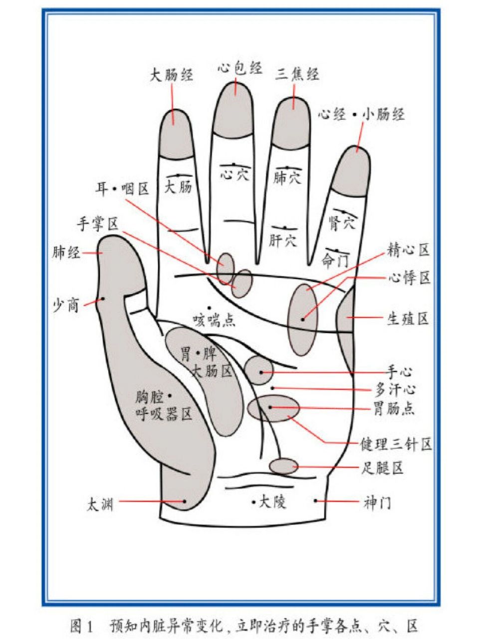 左手掌对应器官图图片