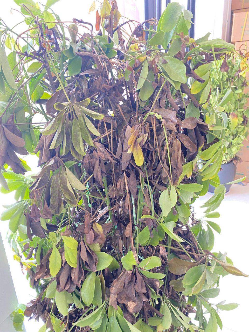 招财树怎么养呢 招财树这是枯萎了吗  叶子开始发黄掉落了  怎么办呢