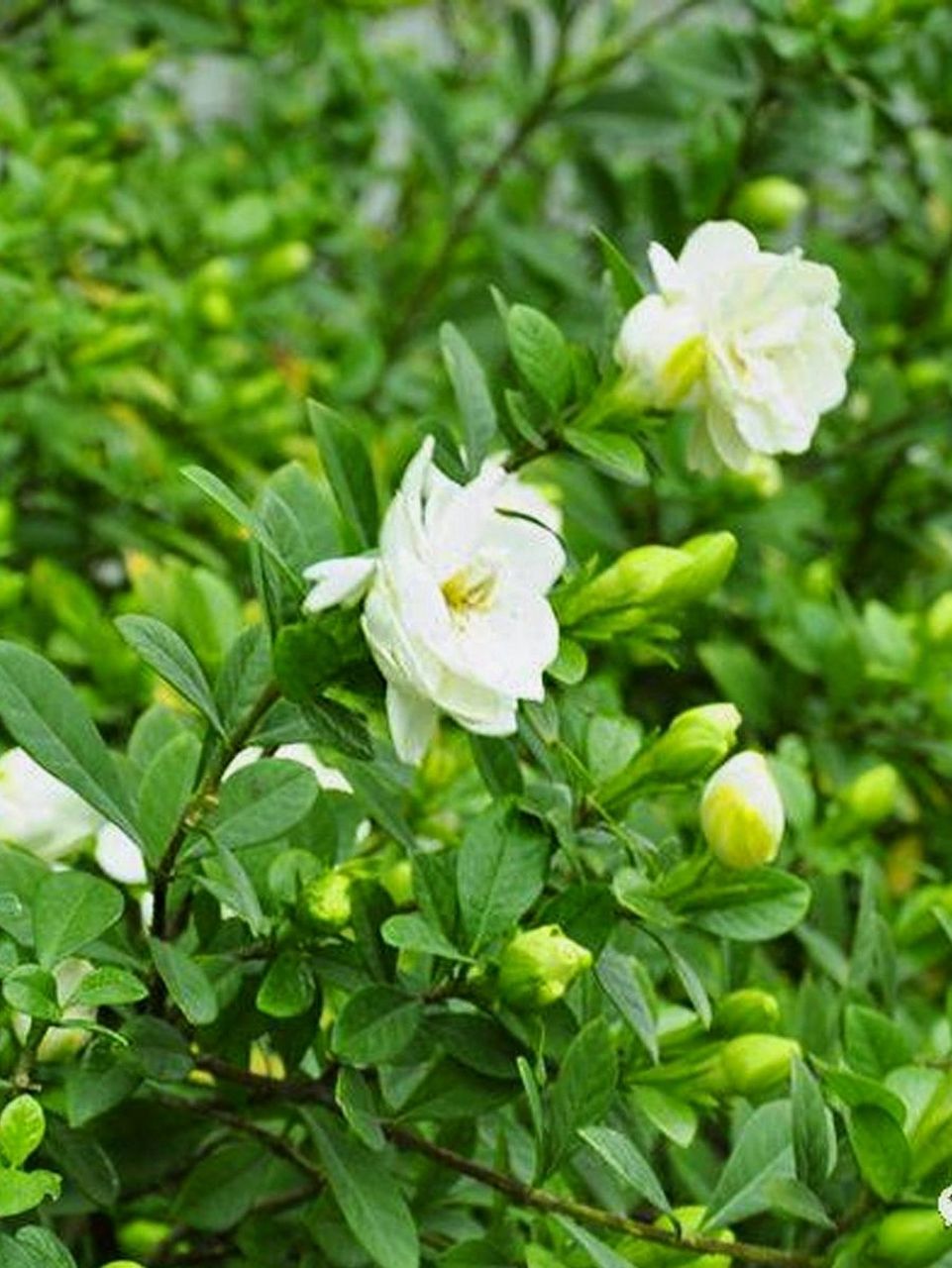 植物介绍:栀子花 通常说的栀子花指观赏用重瓣的变种大花栀子.