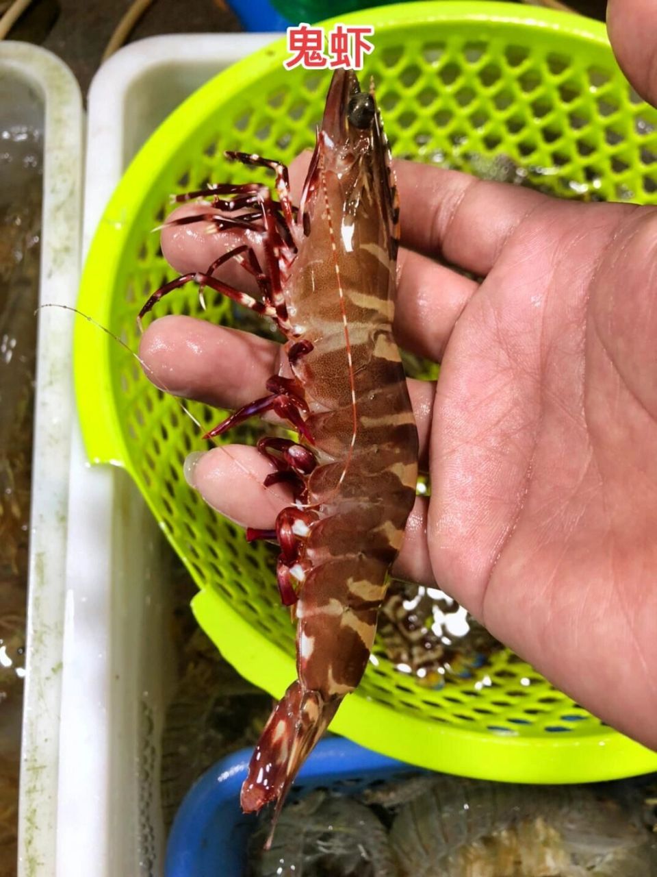 市面上常见的几种虾  市面长见的几种野生 活虾九节虾在俗称花虾,野