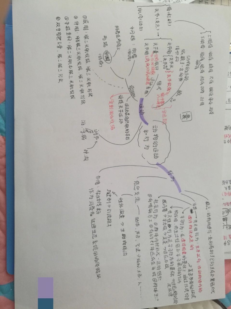 冬眠动物思维导图图片