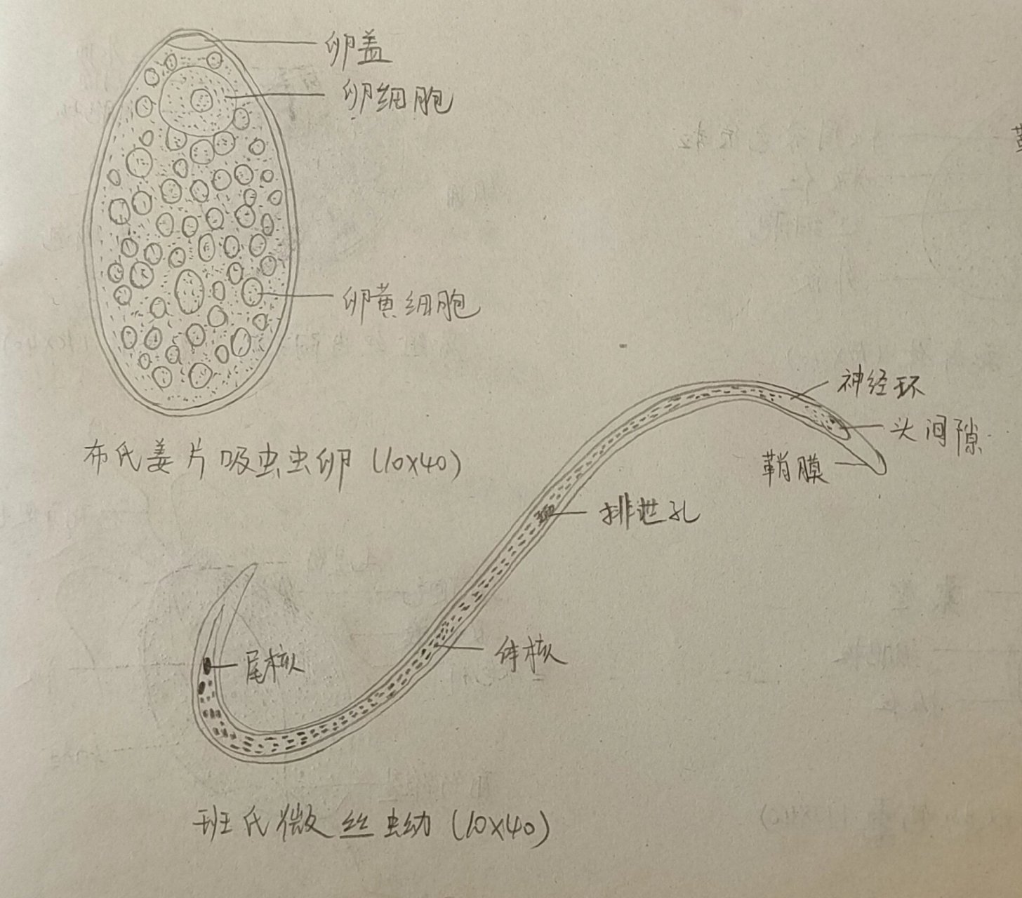 寄生虫手绘图(2)7190 布氏姜片吸虫虫卵 班氏微丝蚴 马来微丝蚴