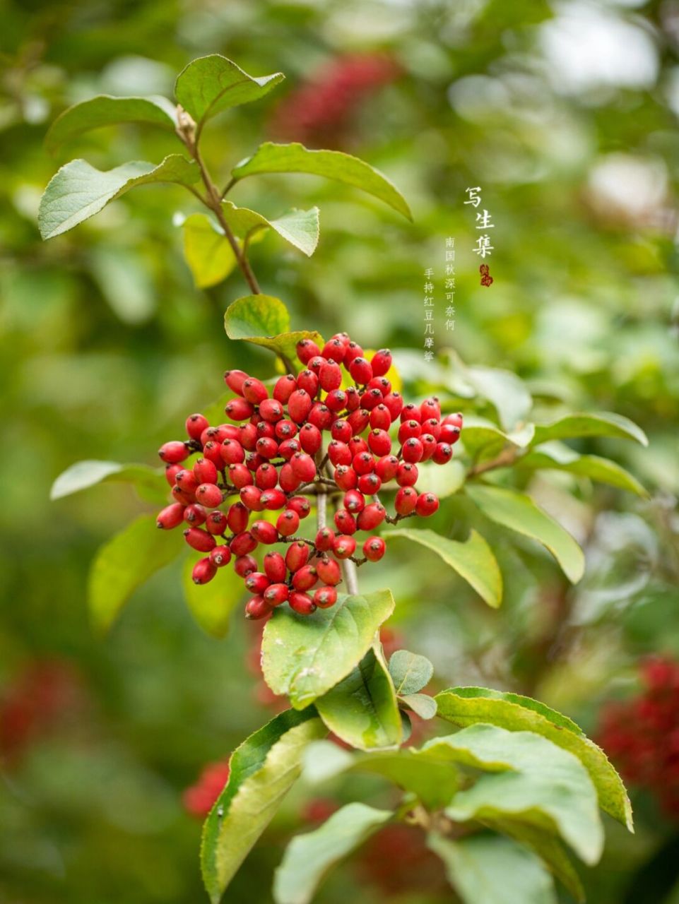 琼花果 南国秋深可奈何, 手持红豆几摩挲.