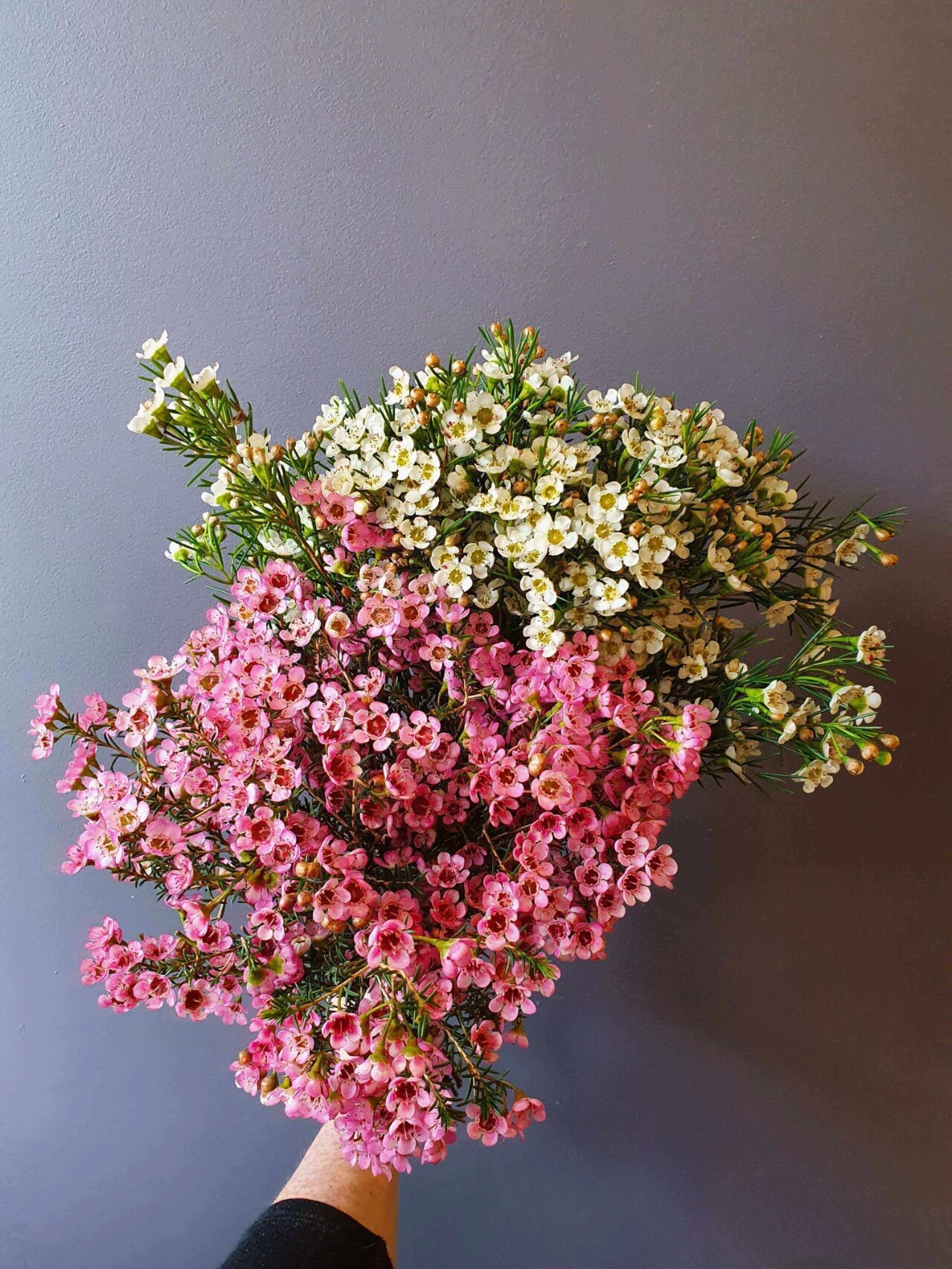鲜花町的特别推荐 | 澳洲腊梅 澳洲腊梅(waxflower),又称蜡花,桃金娘